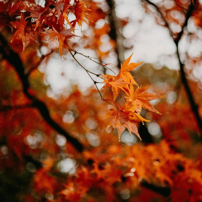 How Much Is a Japanese Maple Tree? Price Guide