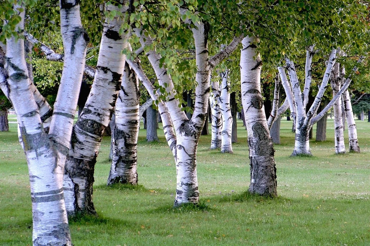 How To Grow And Care For A Black Birch Tree