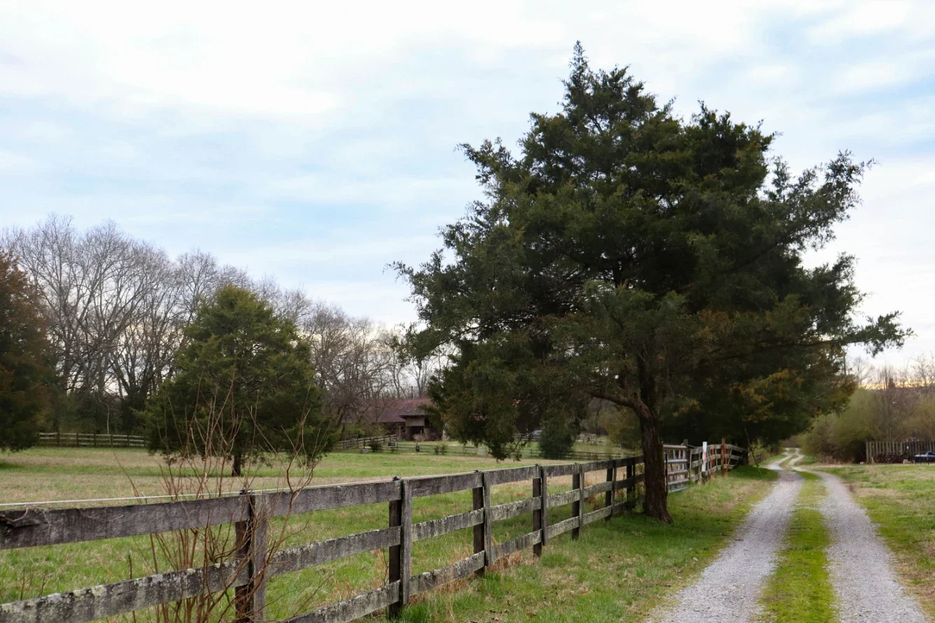 How to Safely Manage Tree Growth Near Driveways, Retaining Walls, and Foundations