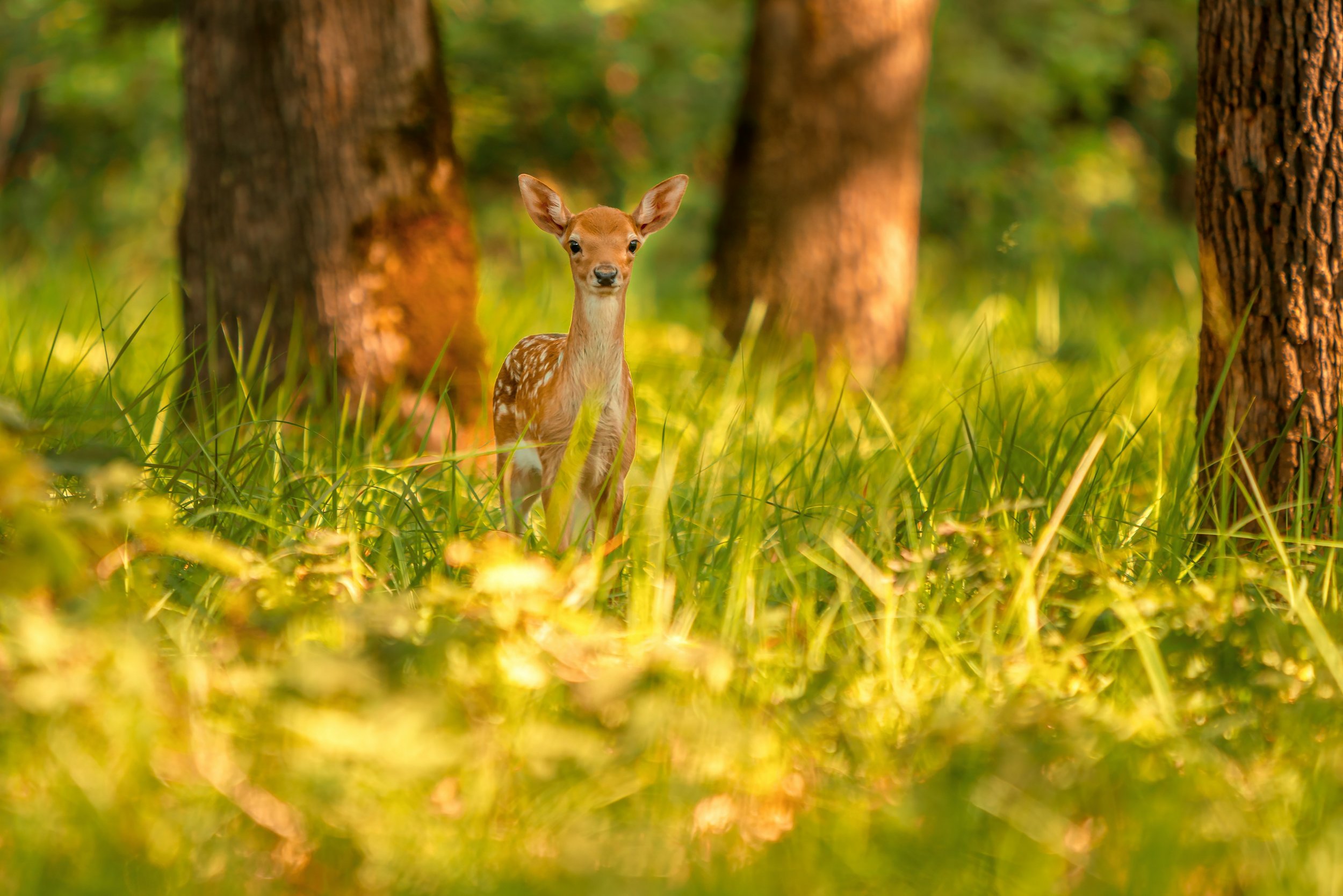 15 Deer Resistant Annuals for a Safe Garden