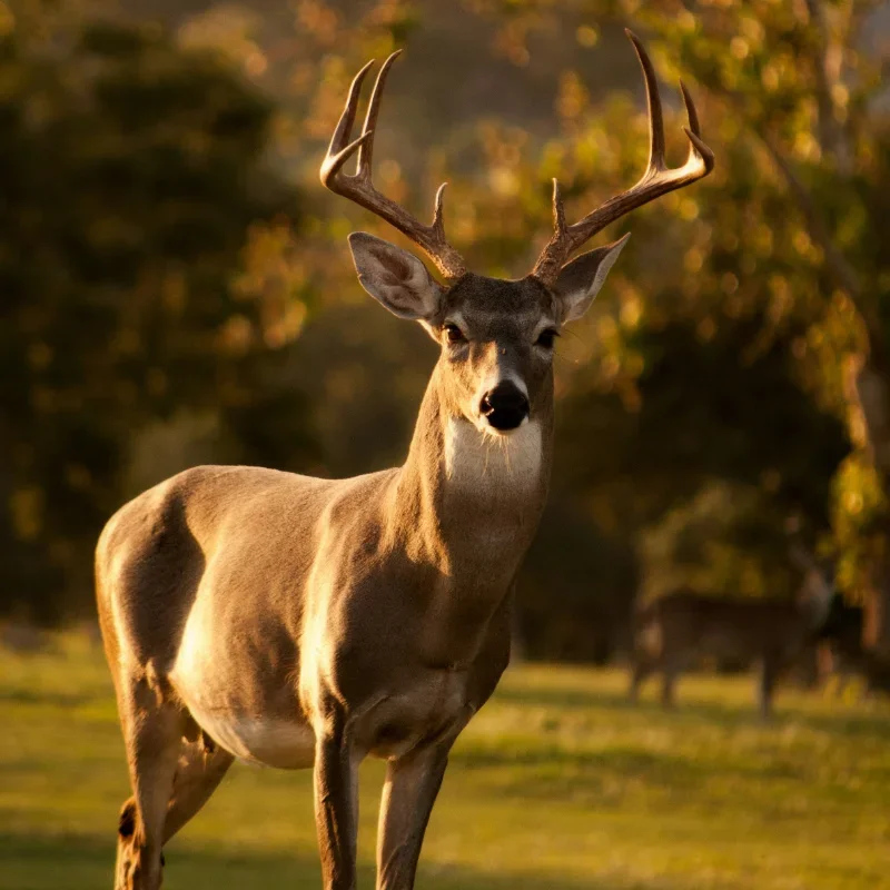 Do Deer Eat Mums? How to Protect Your Flowers