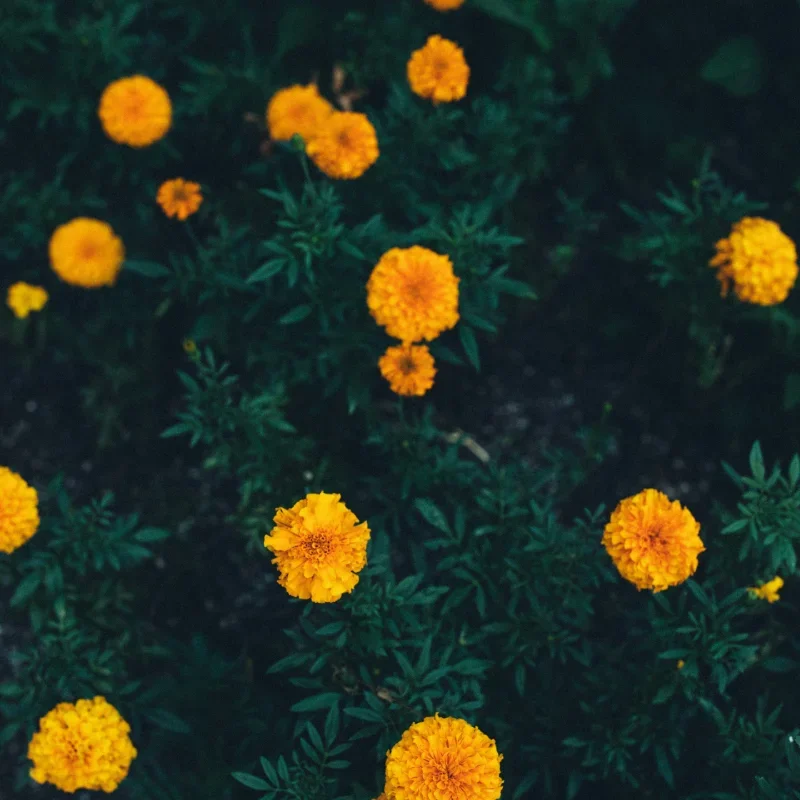 Are Marigolds Annuals or Perennials? Find Out Here