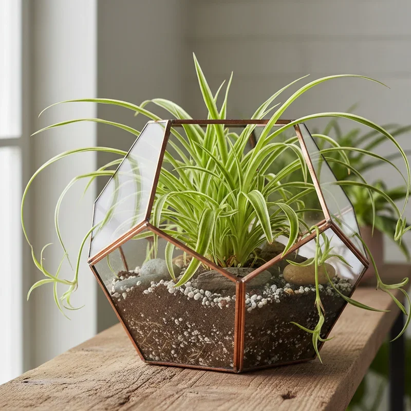 Spider Plant Pot Ideas