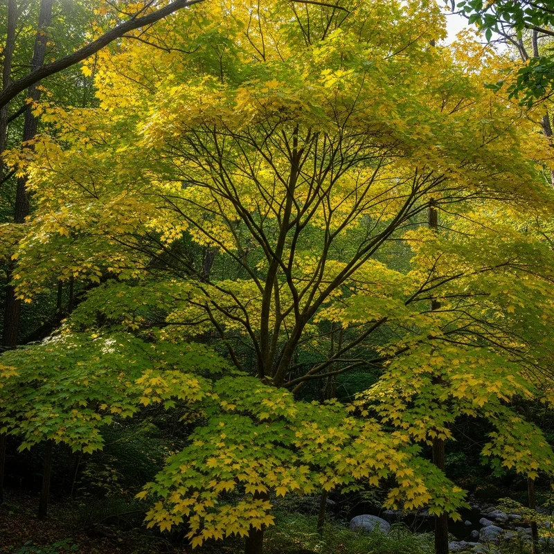 15 Maple Tree Varieties for Stunning Fall Foliage