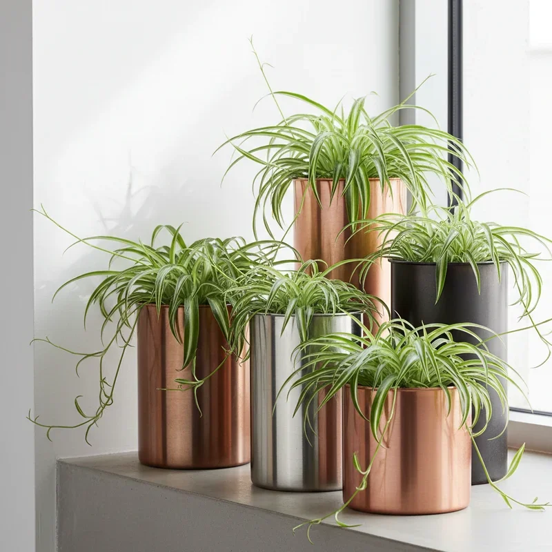 Spider Plant Pot Ideas