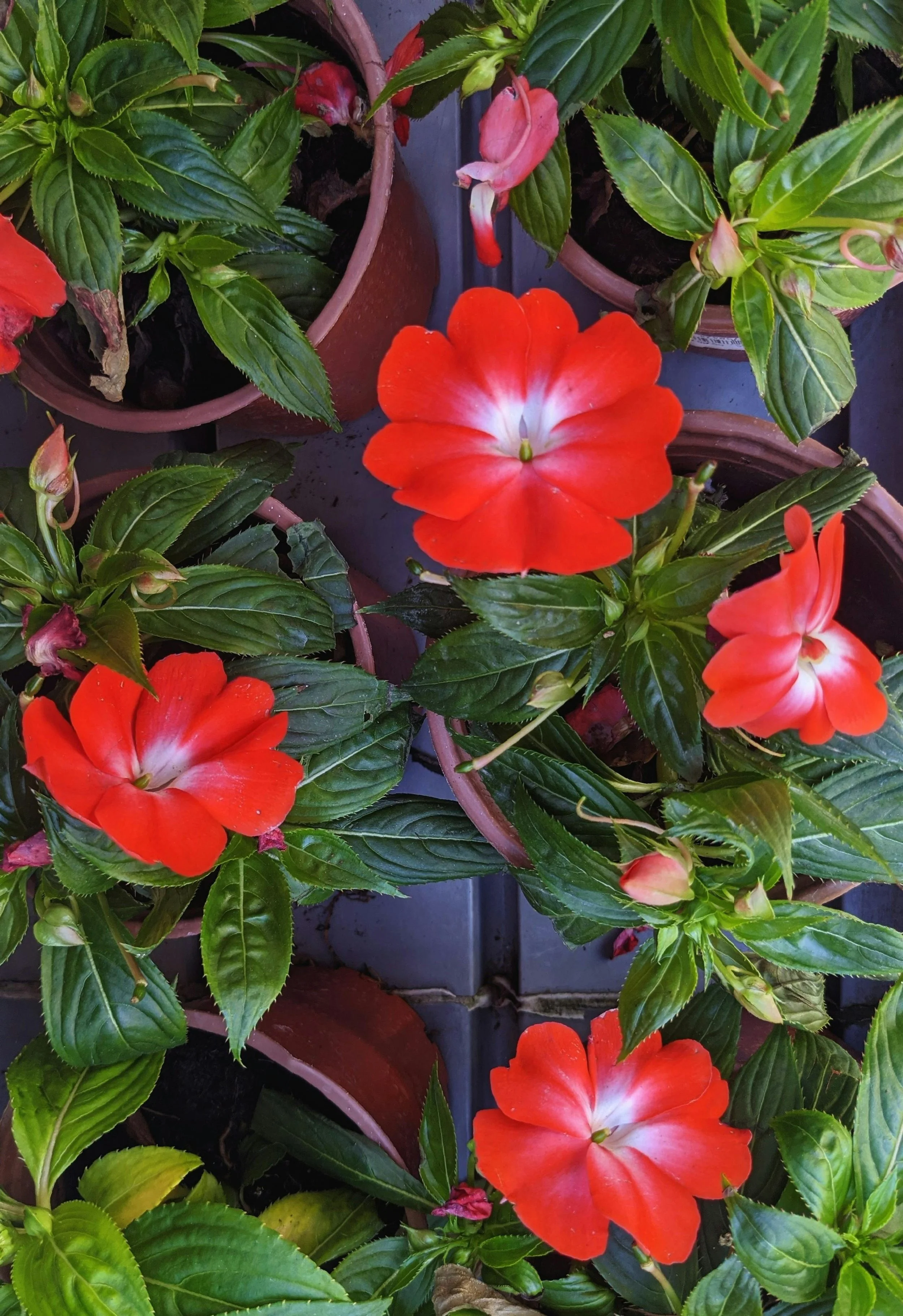 How to Grow and Care for New Guinea Impatiens Plant