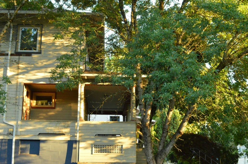 How Professional Tree Care Protects Your Home and Landscape
