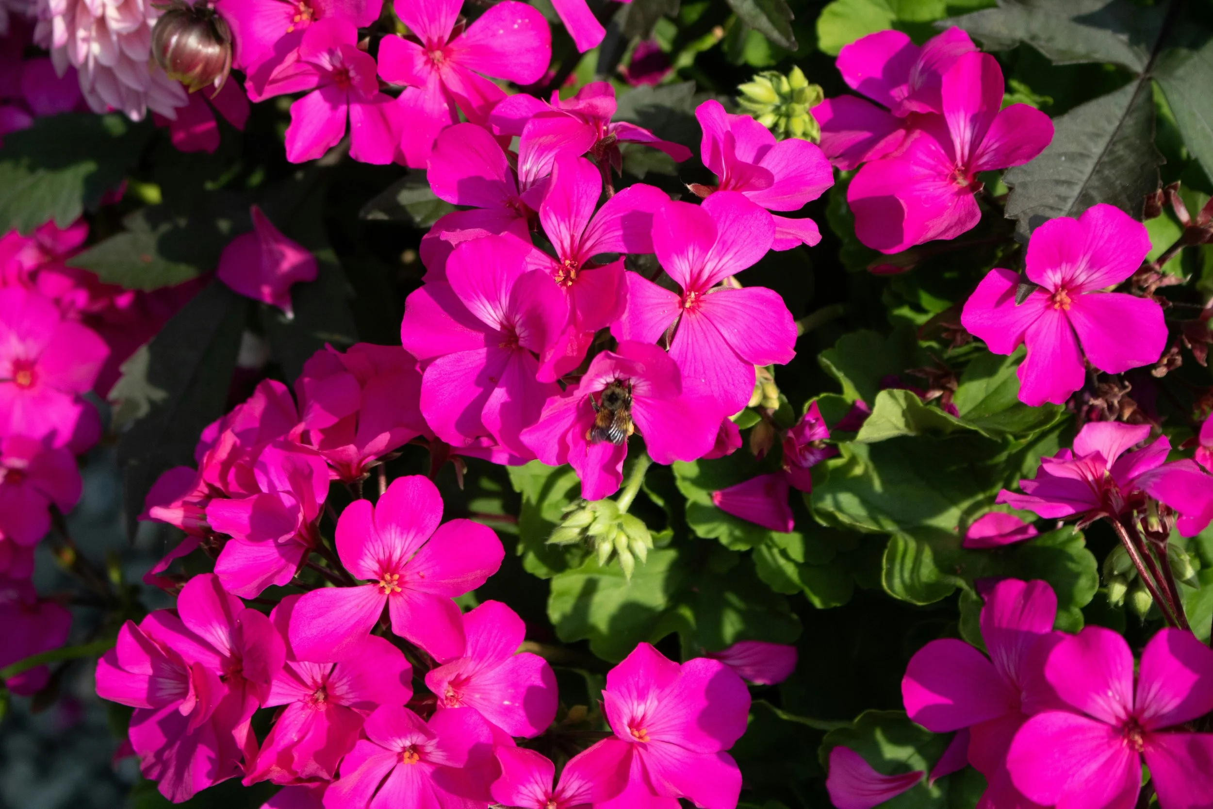 Do Deer Eat Geraniums? Protect Your Garden Tips