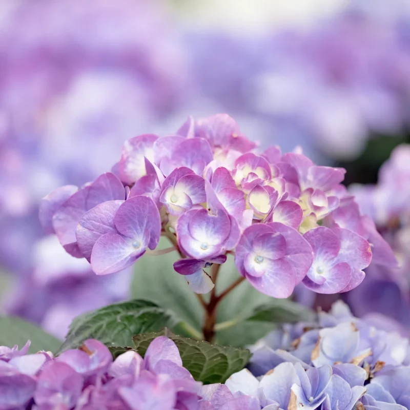 How to Plant Hydrangeas for Gorgeous Blooms in Garden