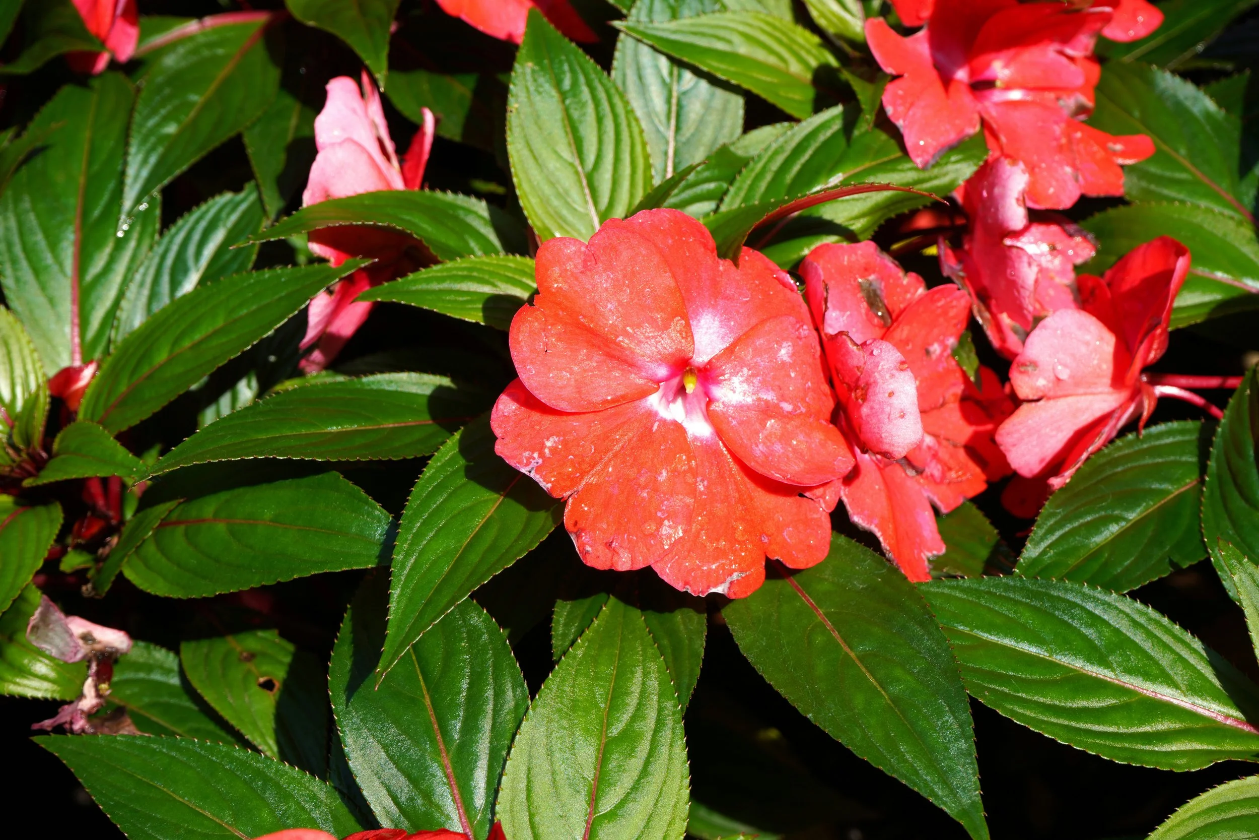Are Impatiens Perennials or Annuals? What to Know