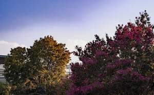 When Should You Trim Your Crepe Myrtle Trees?