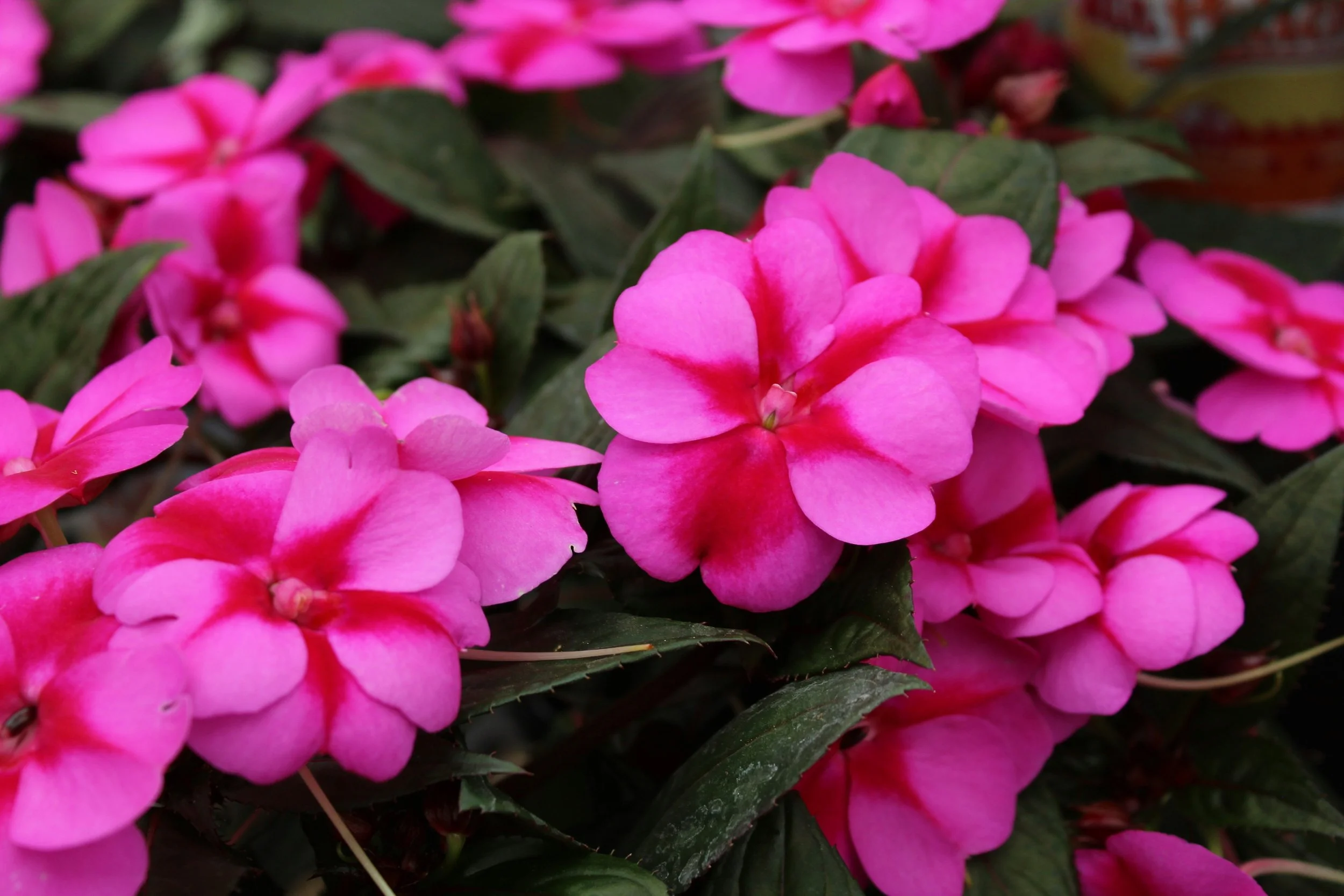 Are Impatiens Perennials or Annuals? What to Know