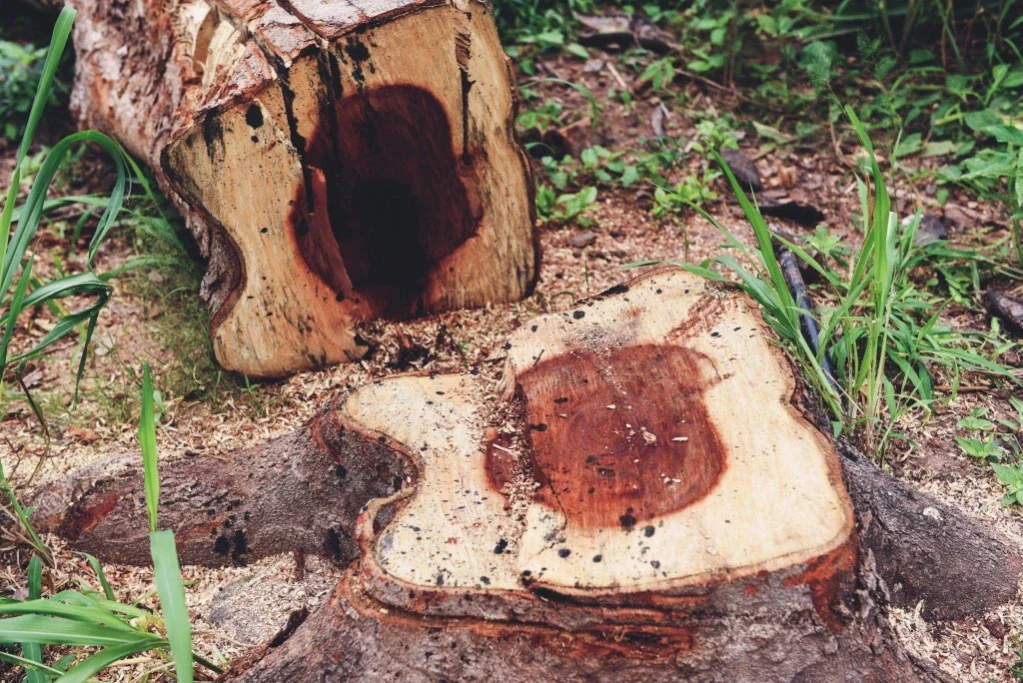 Protecting Your Property: Understanding the Tree Stump Termite Connection