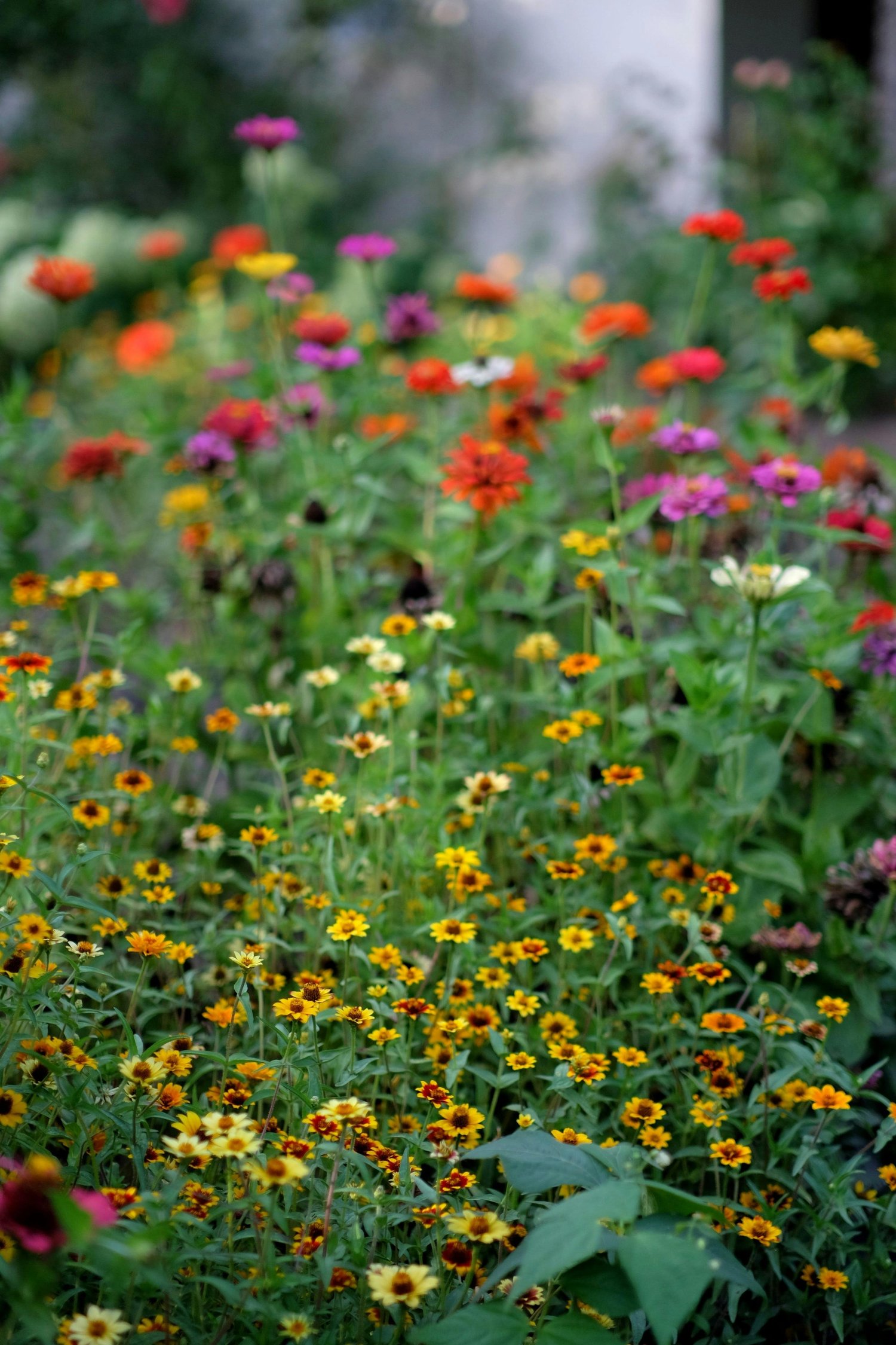 How to Grow and Care for Coreopsis in Your Garden