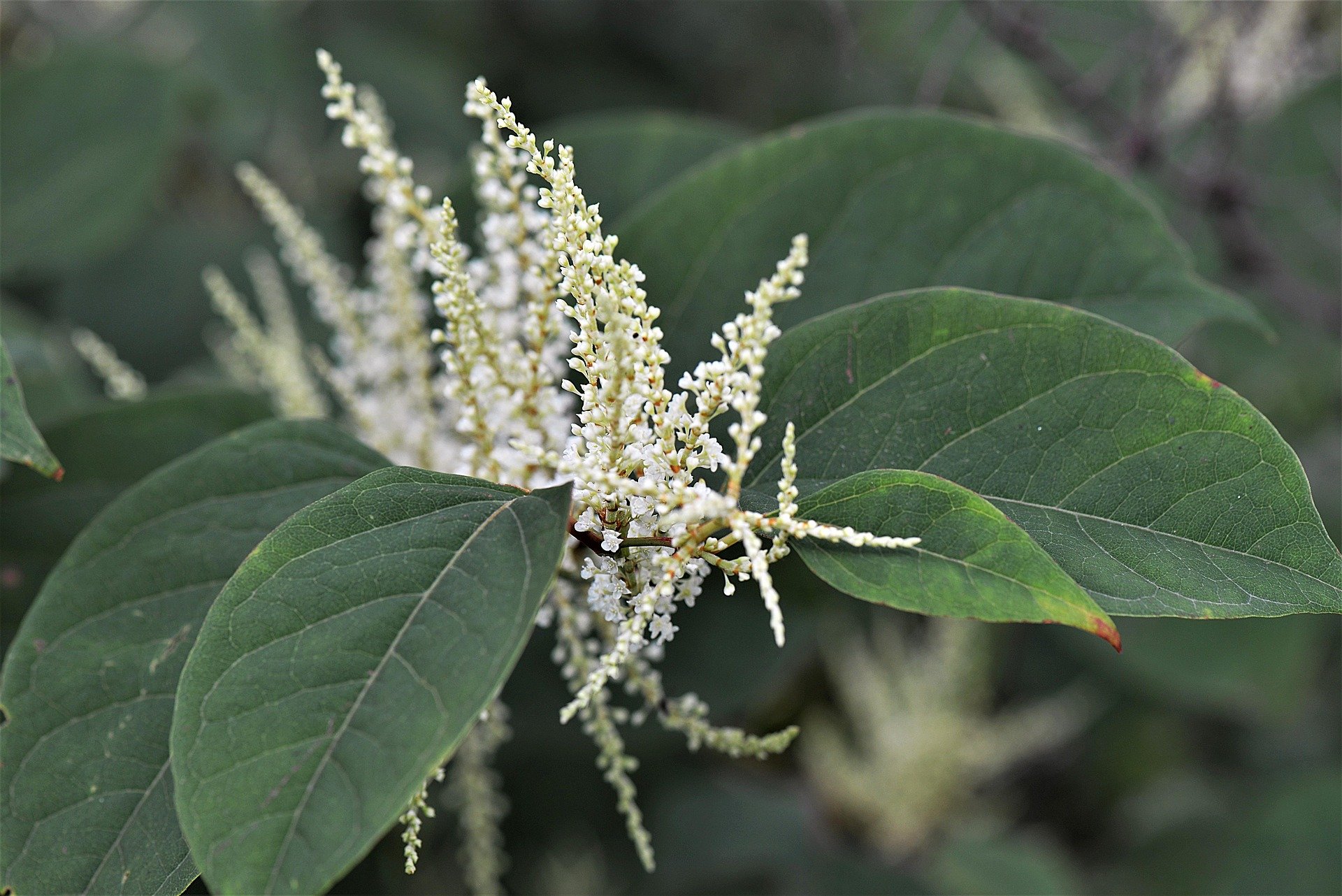 Japanese Knotweed Benefits From Heart Health To Skin Care japanese-knotweed-benefits-from-heart-health-to-skin-care
