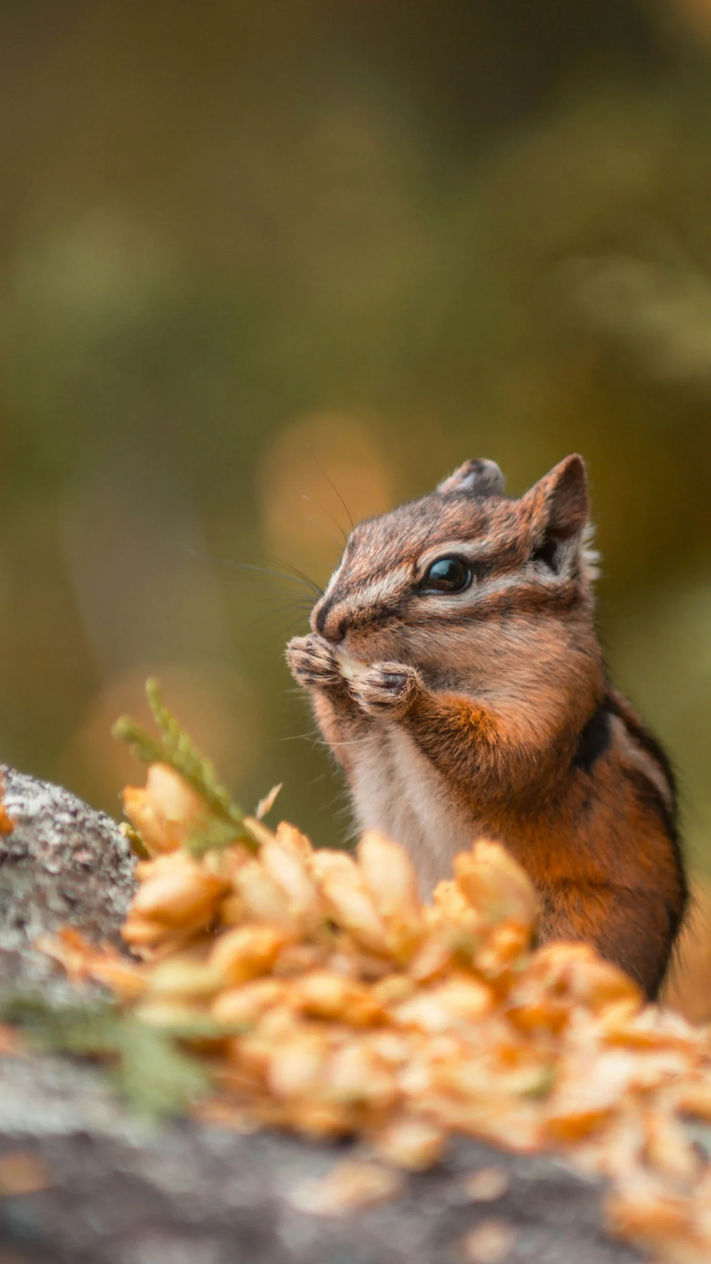 Signs Squirrels Are Living in Your Attic and Why Exclusion Matters