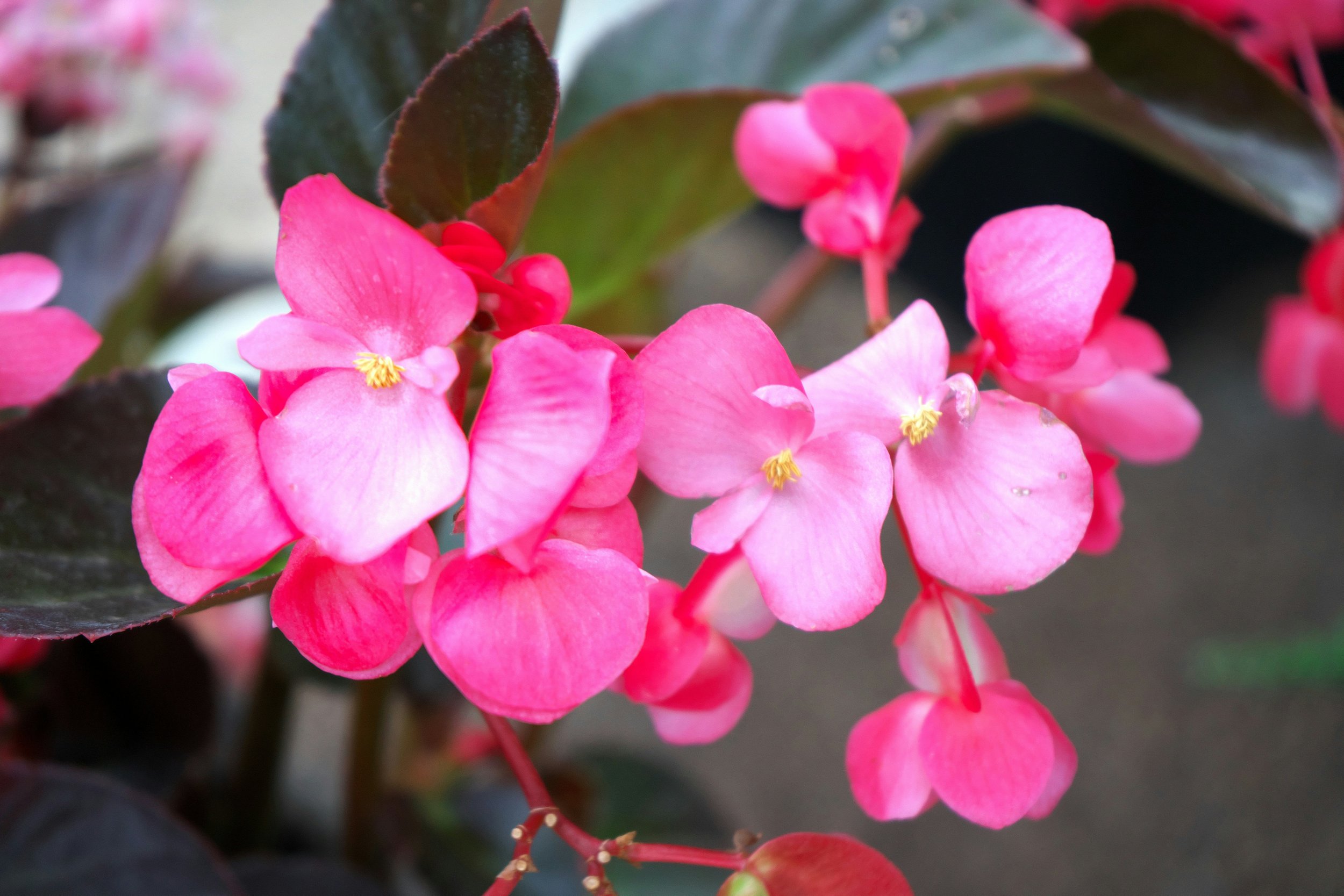 Are Begonias Annuals or Perennials? Get the Facts