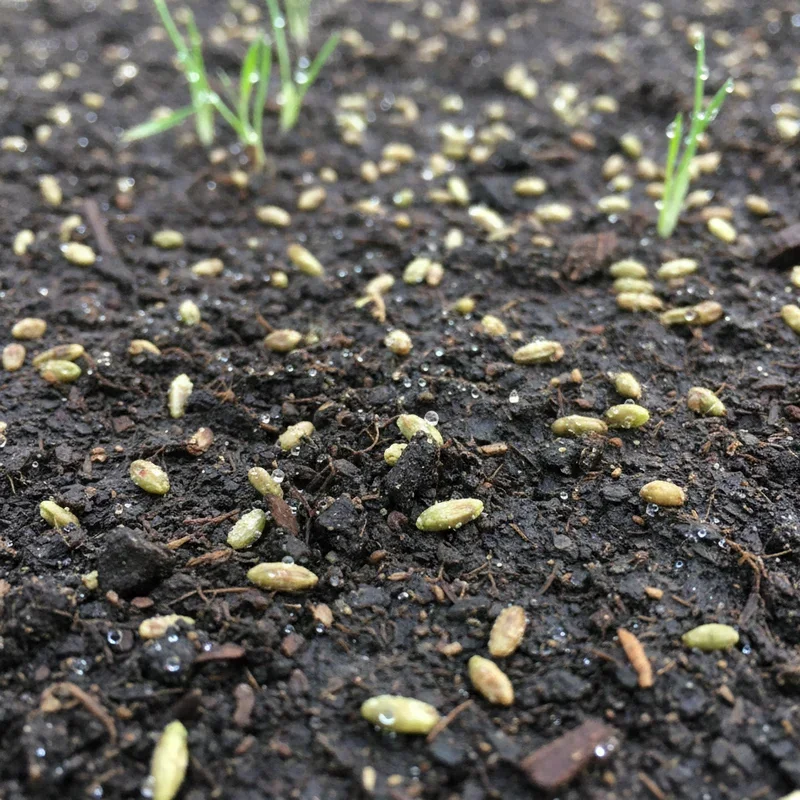 Can You Plant Grass Seed on Wet Soil