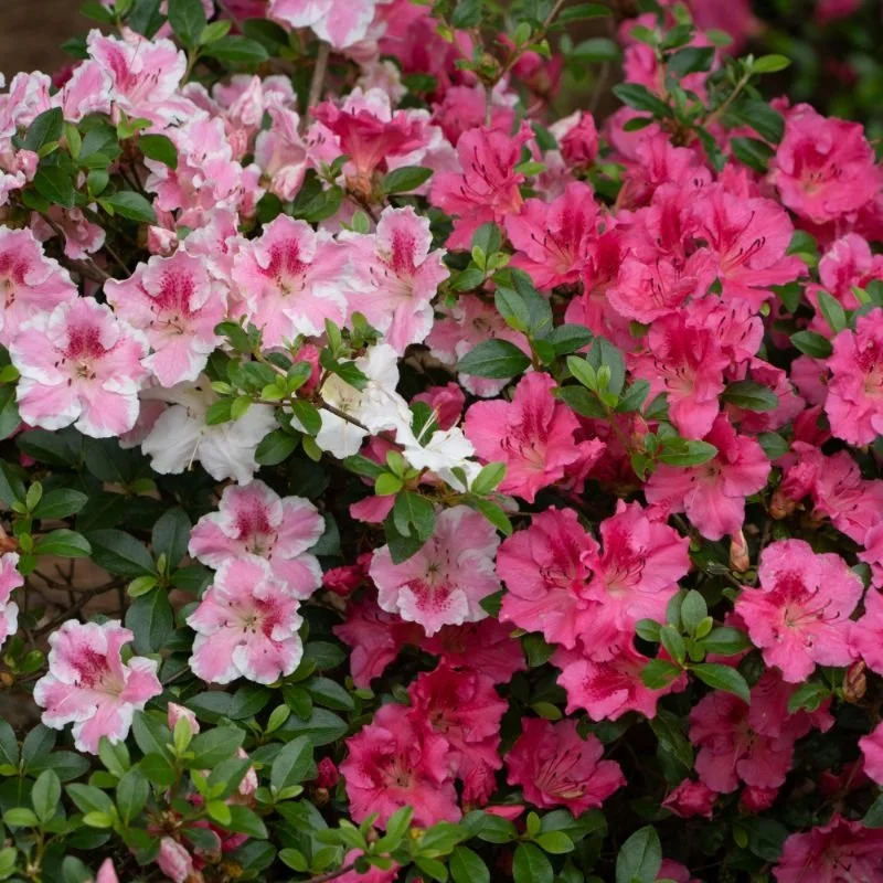 When Do Azaleas Bloom? Season and Timing Guide