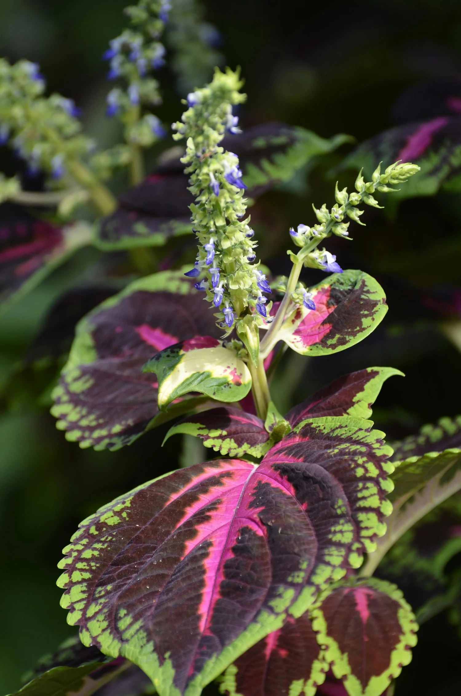 How to Grow and Care for Plectranthus Plants: A Complete Guide