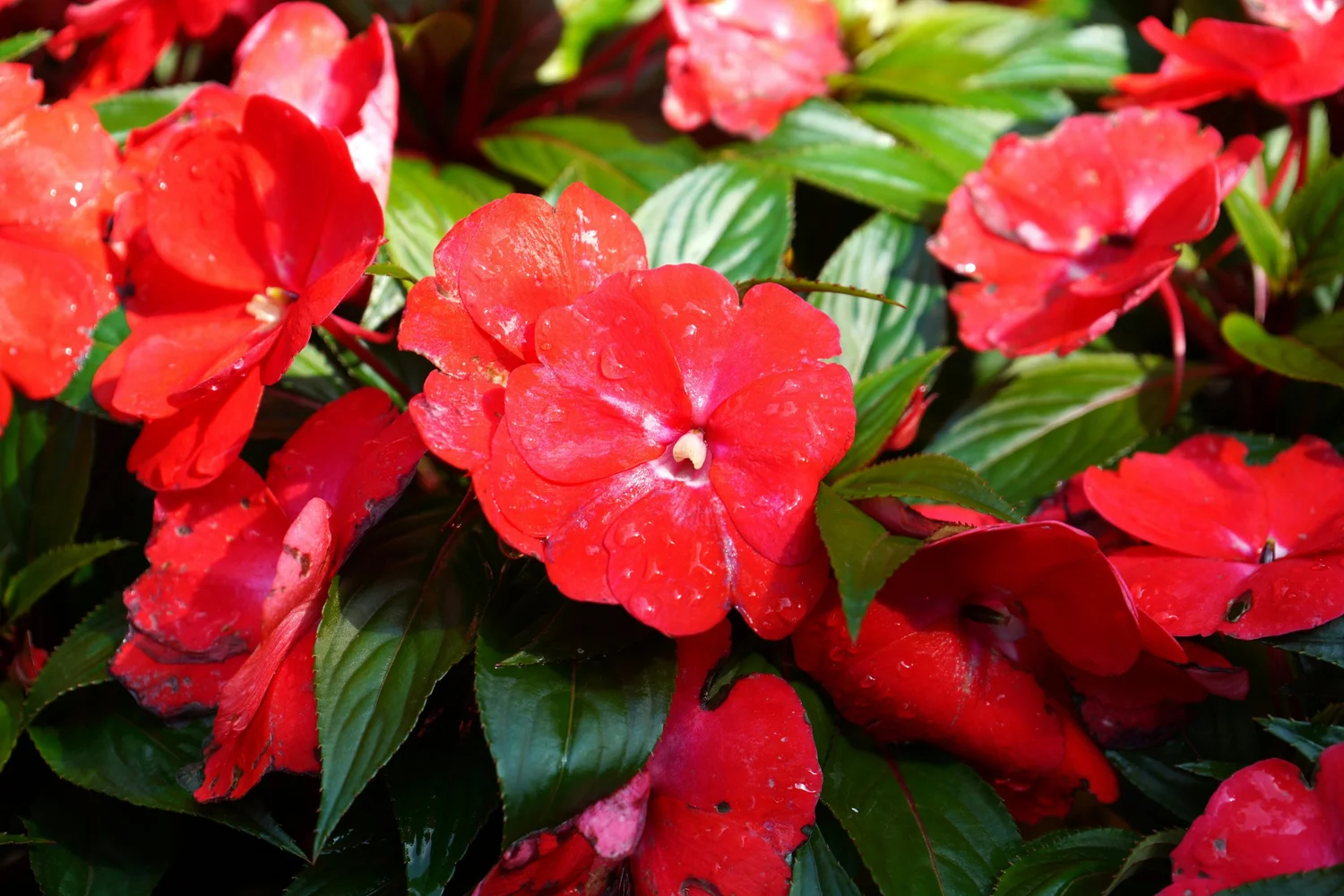 Cool Impatiens Annual Or Perennial Images