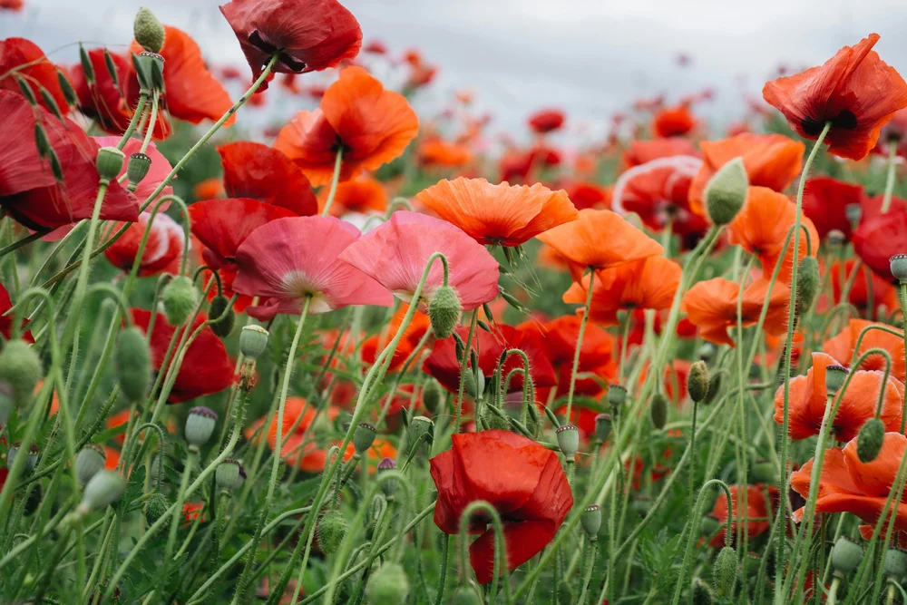 How to Plant Poppy Seeds: A Beginner’s Guide