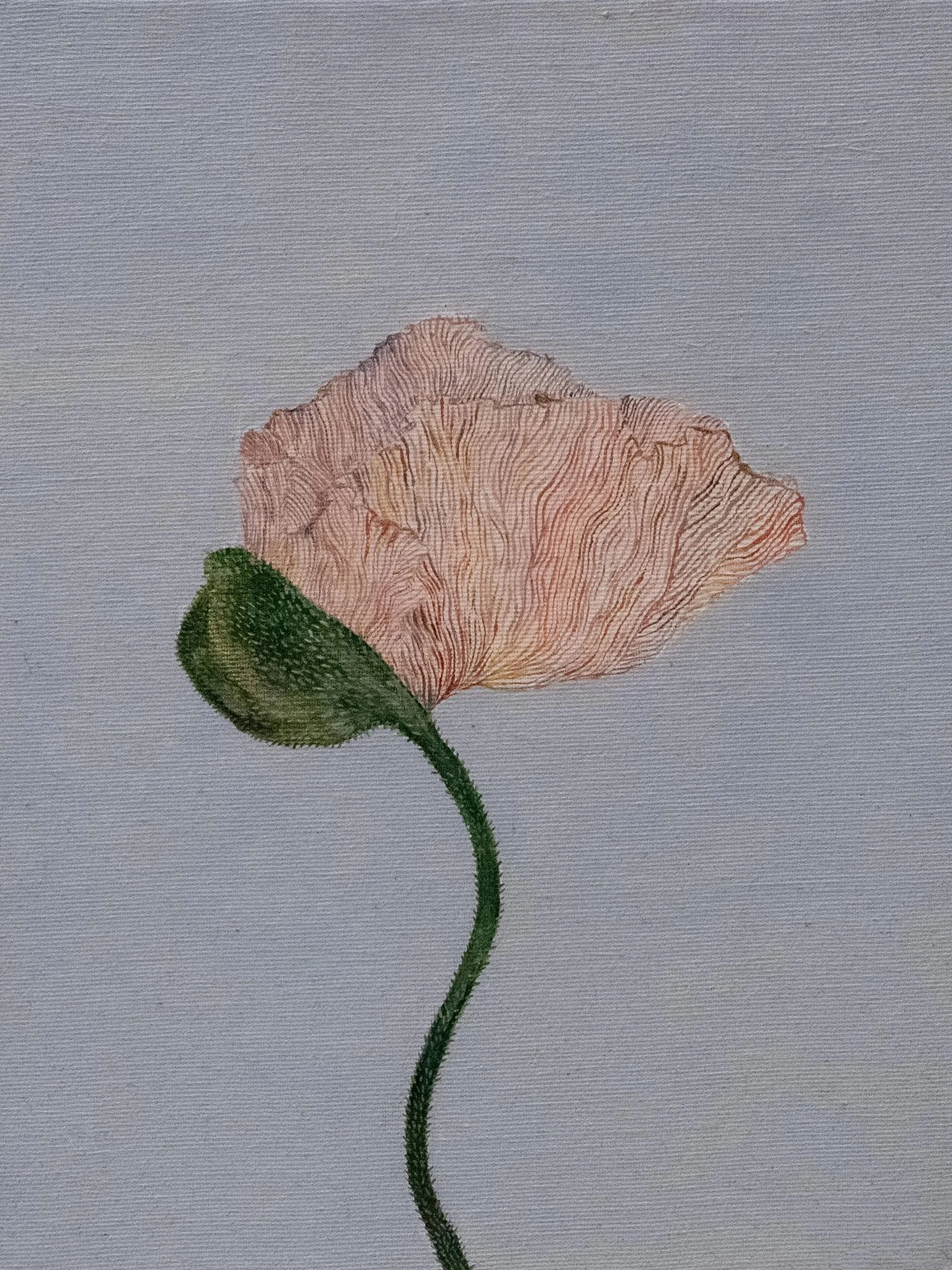 PVT01, Pavot multicolore rose sur fond blanc, 2021, huile sur toile sur panneau, 80 × 60 cm // 31,4 × 23,6 in
