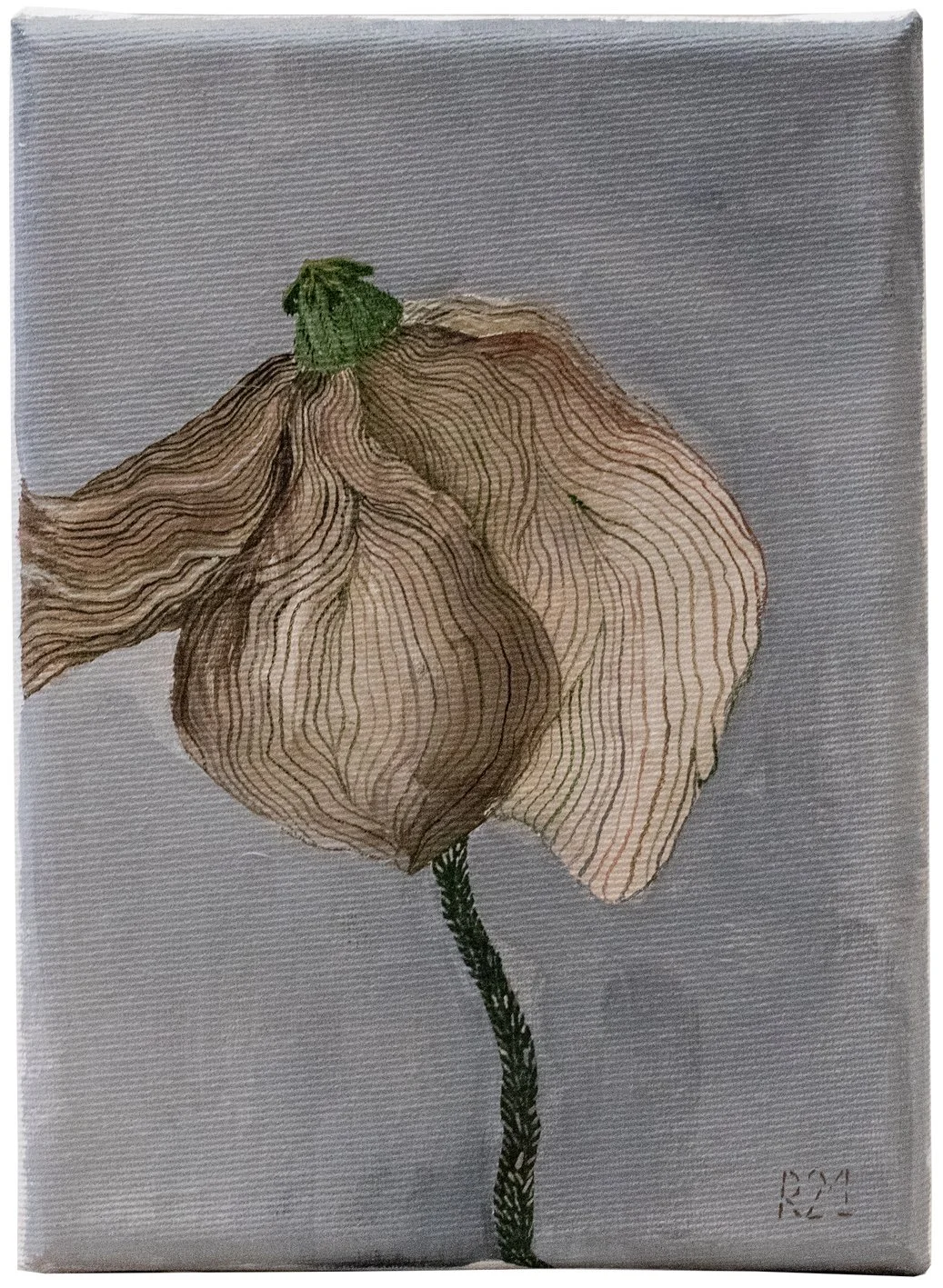 PVT11, Pavot brun clair sur fond gris, 2021, huile sur toile, 18 × 13 cm // 7 × 5,1 in
