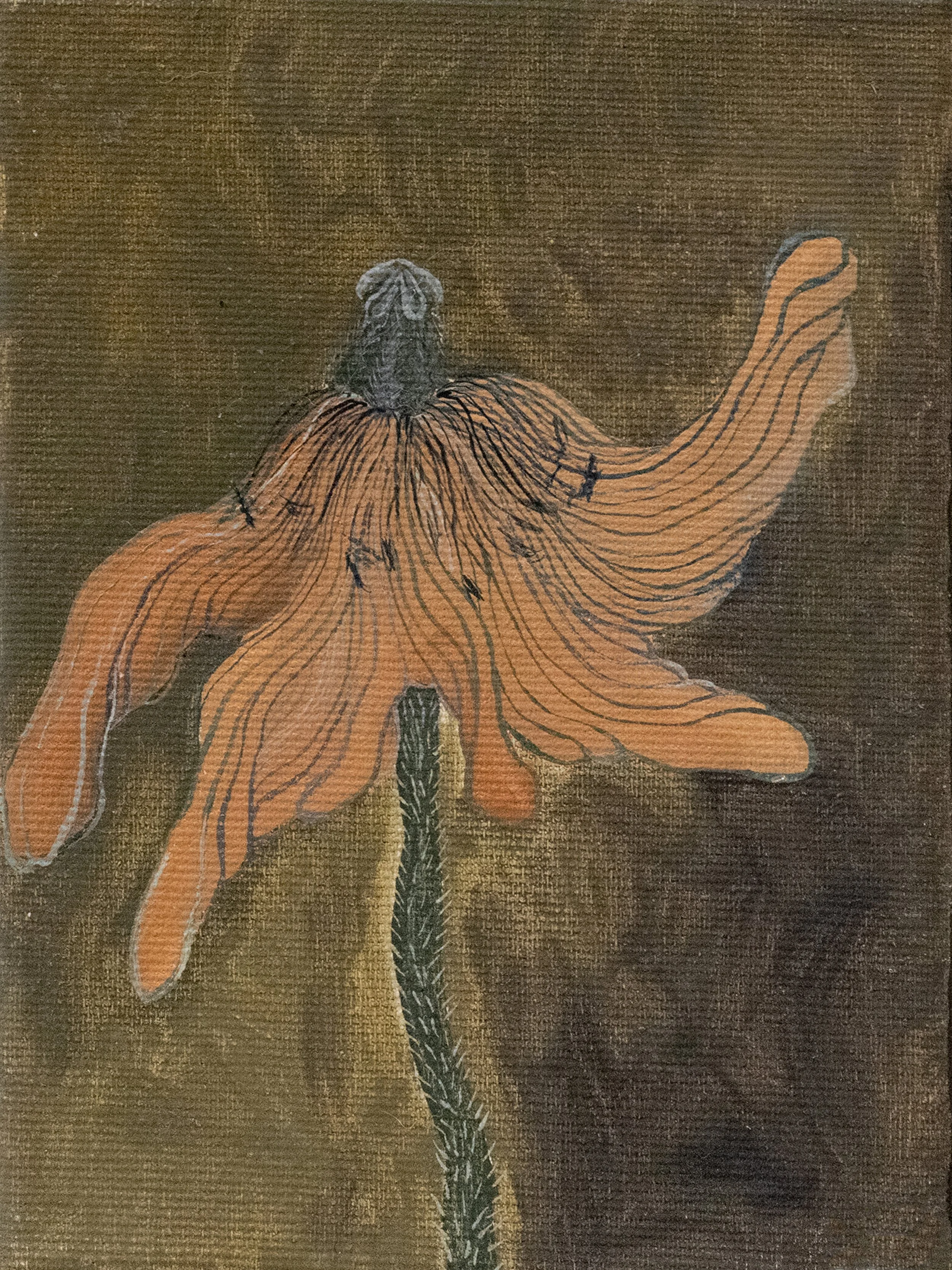 PVT14, Pavot brun clair sur fond brun, 2022, huile sur toile, 18 × 13 cm // 7 × 5,1 in