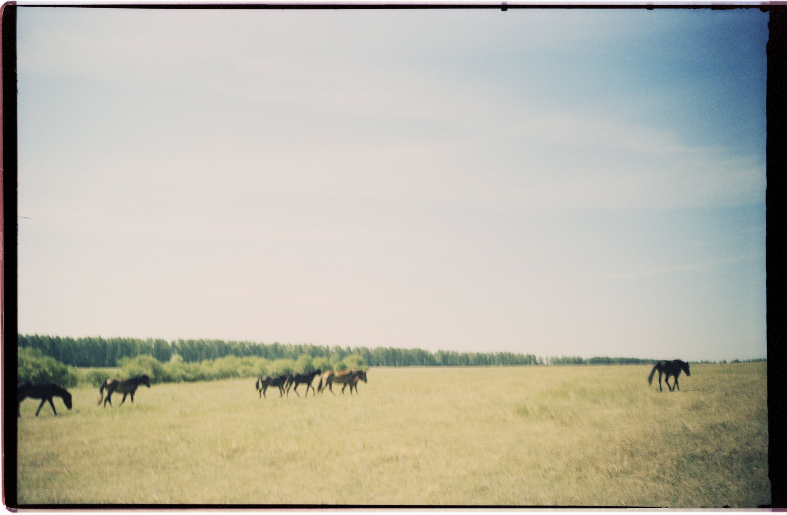 P018, Oncle's horses, 2023, tirage argentique, édition de 4, 30 × 42 cm