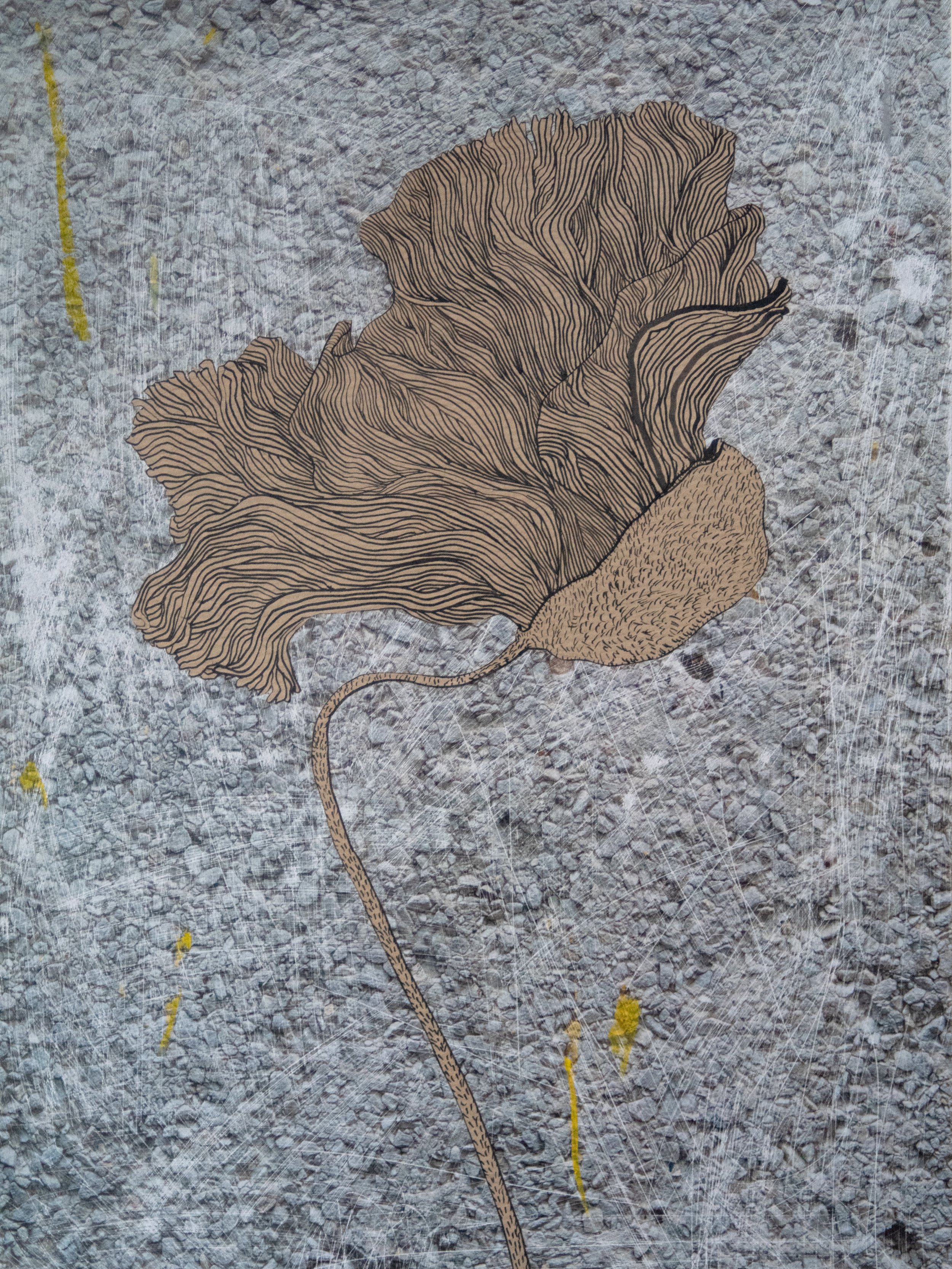 PVT17, Coquelicot artisanal sur fond d’asphalte, 2022, collage (C-print et encre sur papier), 42 × 30 cm