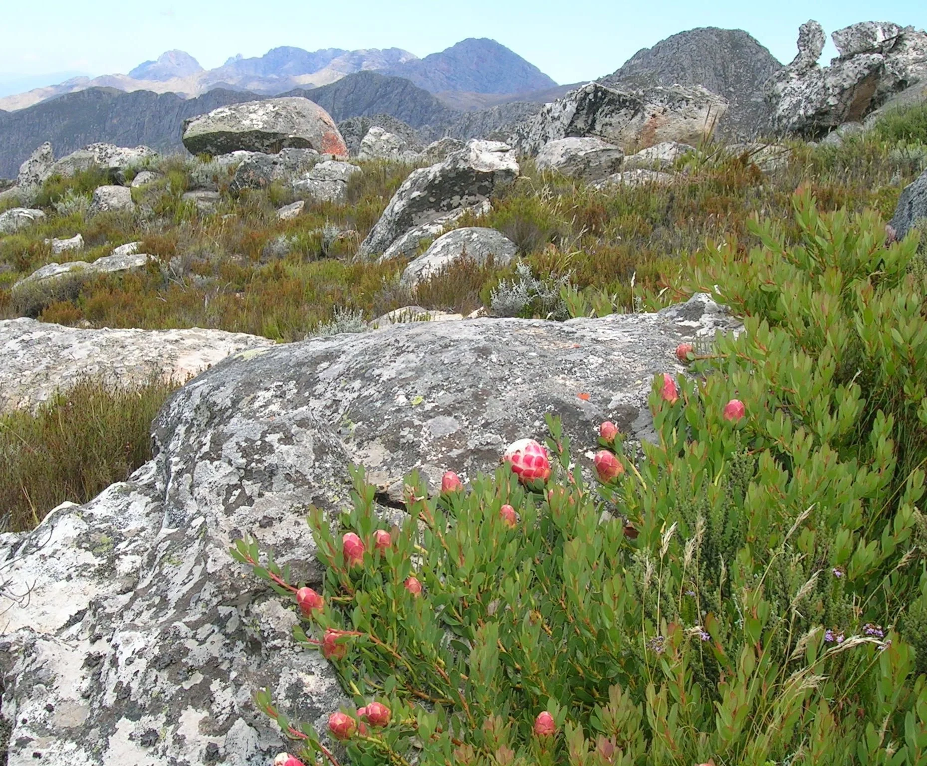 How resilient are nature-based solutions to climate change over the coming decades