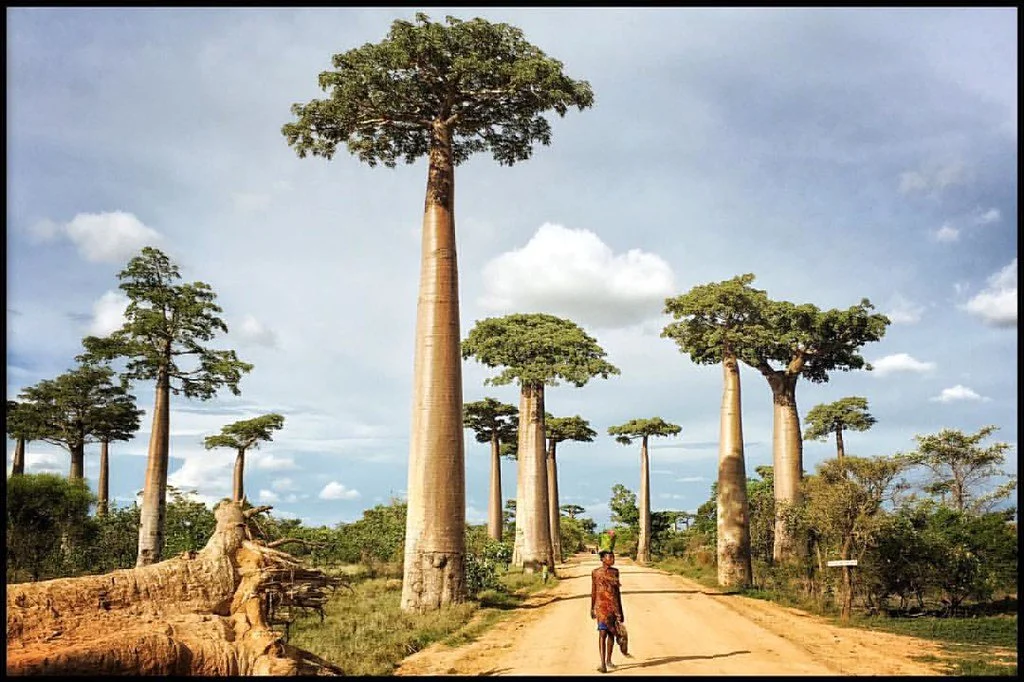 Madagascar’s ancient baobabs store 700 years of climate secrets: here’s what they&nbsp;reveal