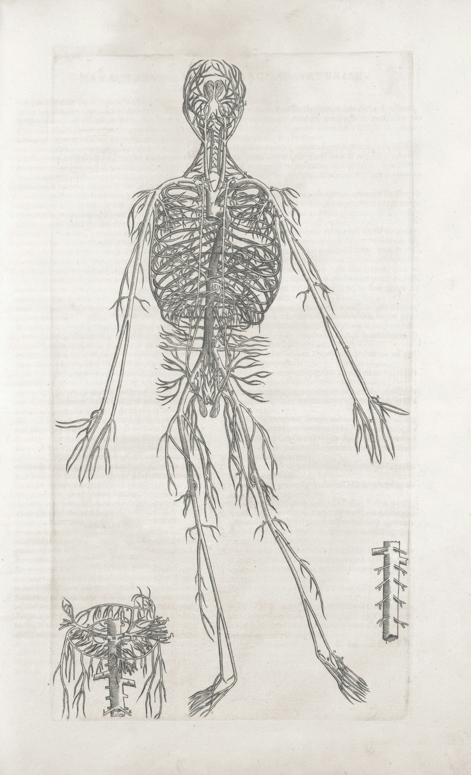 Nervous System Regulation and Healing