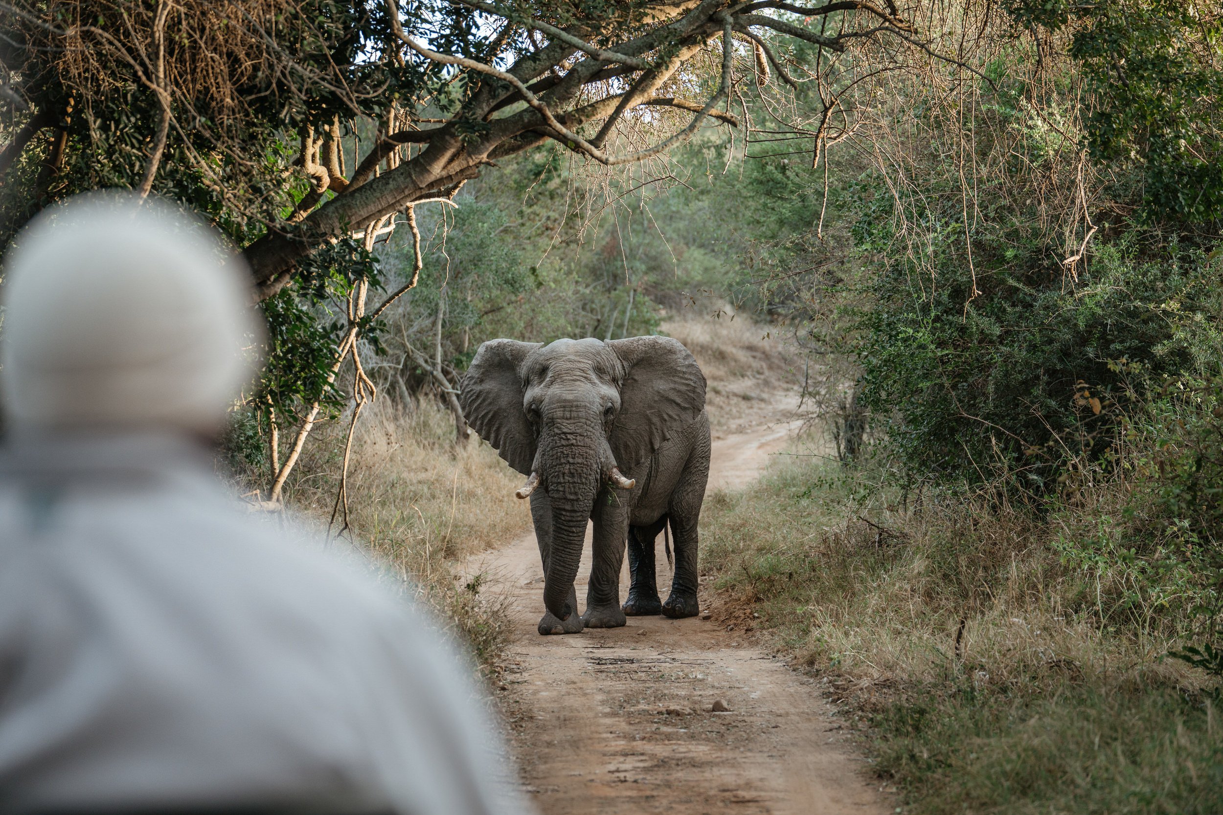 Elephant.jpeg