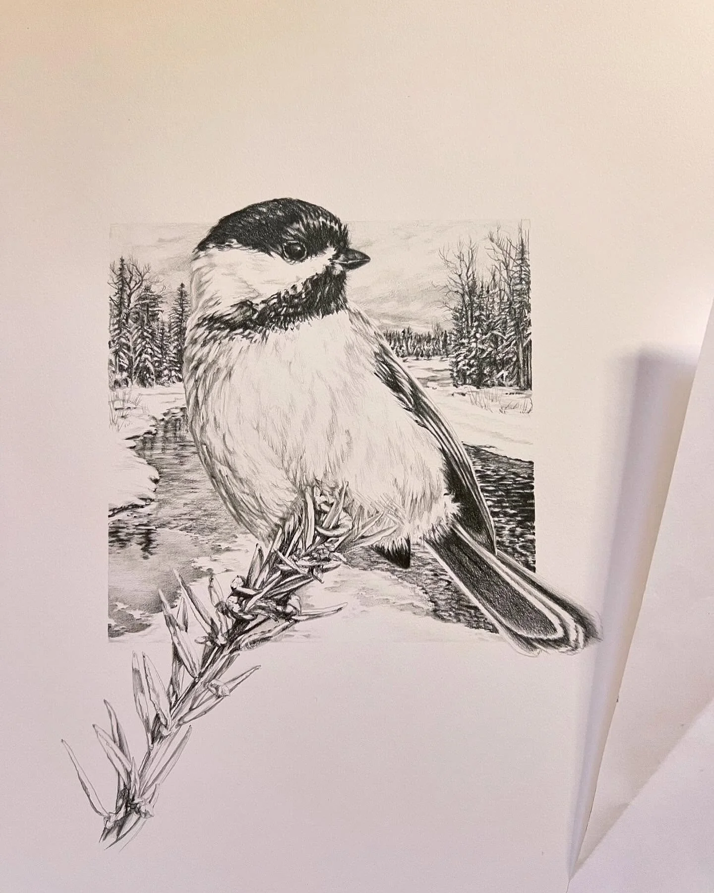 Had so much fun with this little chickadee drawing.  #blackcappedchickadee