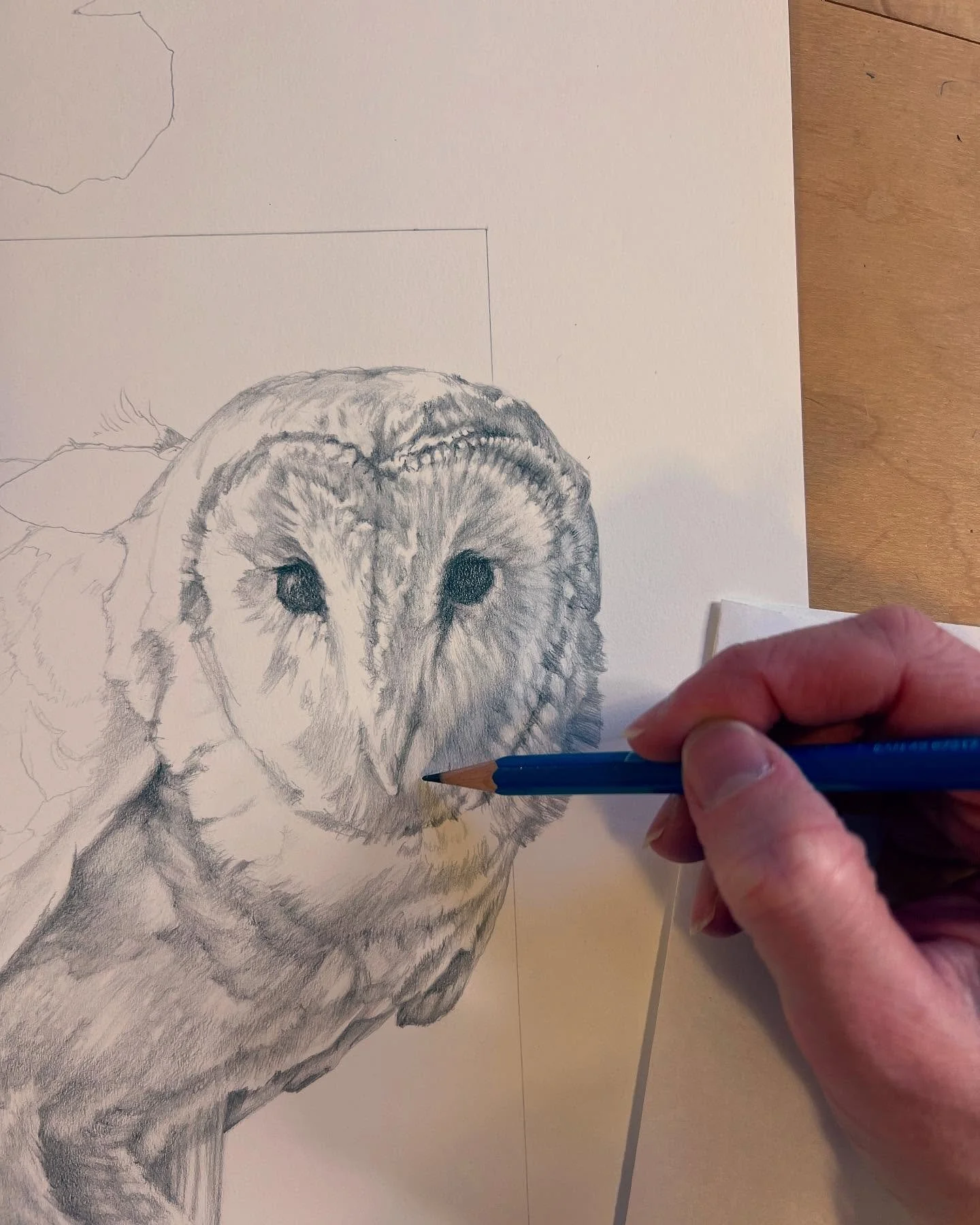 These raptors have such a magical face. It reminds me of a human, a seal or a dog, and a cat wrapped into one&mdash;a chimera of sorts that simply enchants.