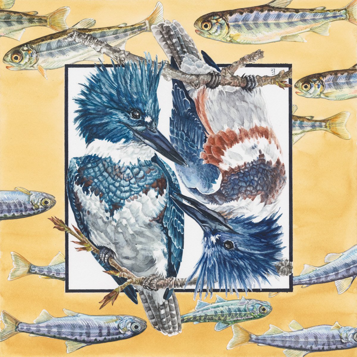 Kingfishers_lores.jpg
