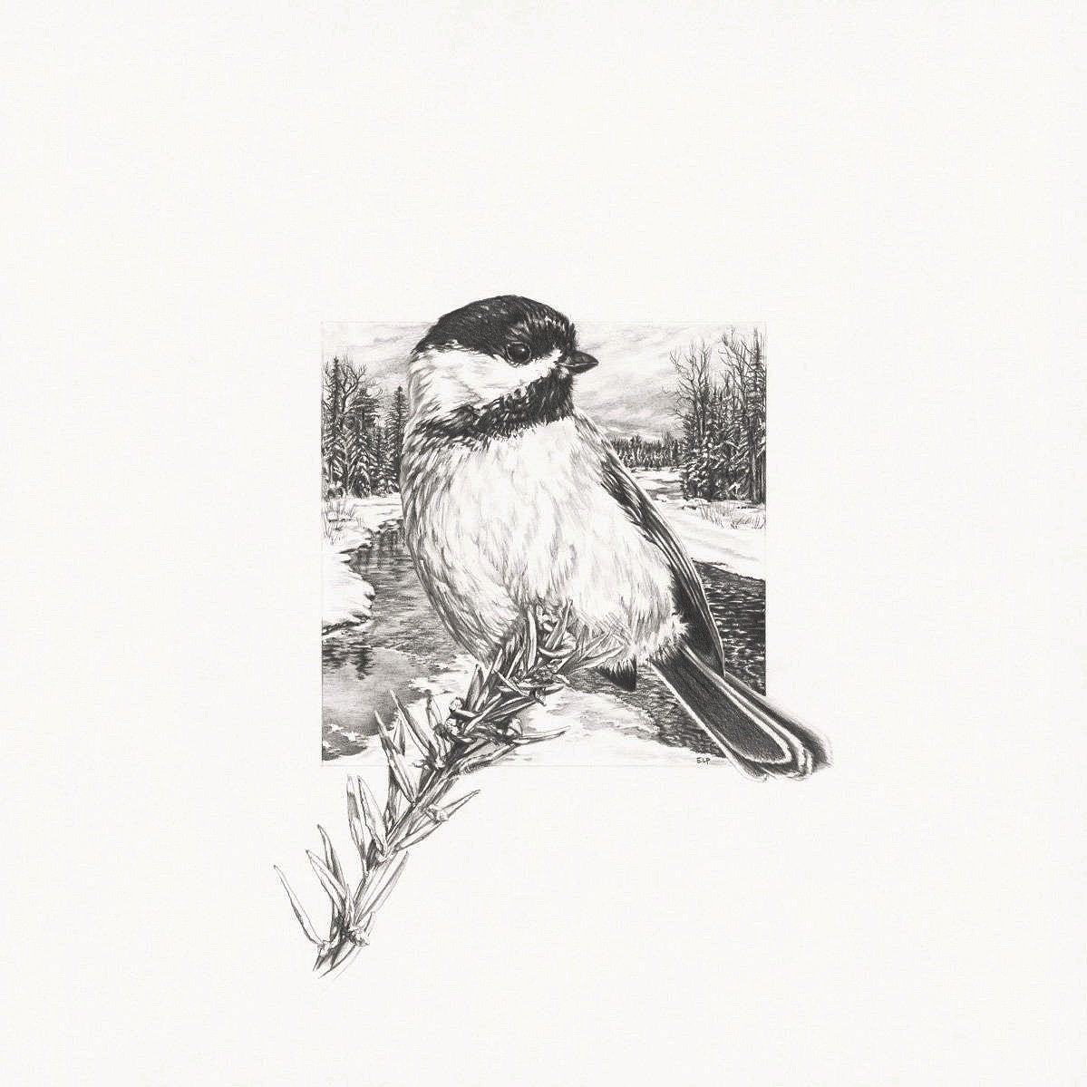 Chickadee%252B13x13_lores.jpg