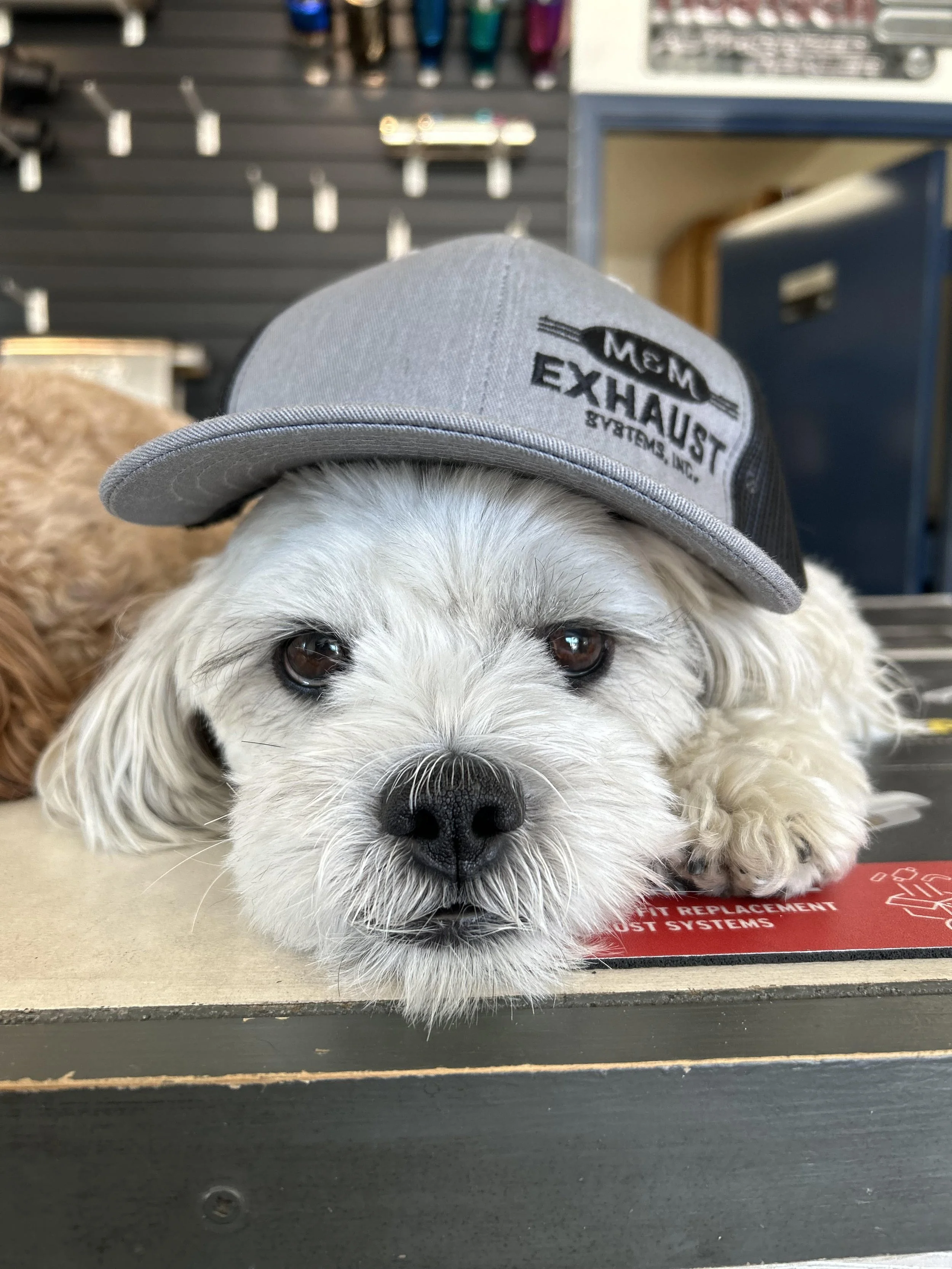 Cruiser shop dog