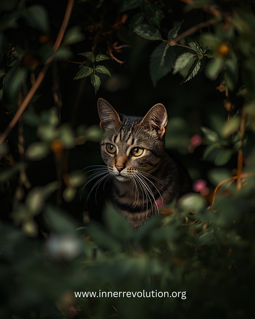 The Feral Cat