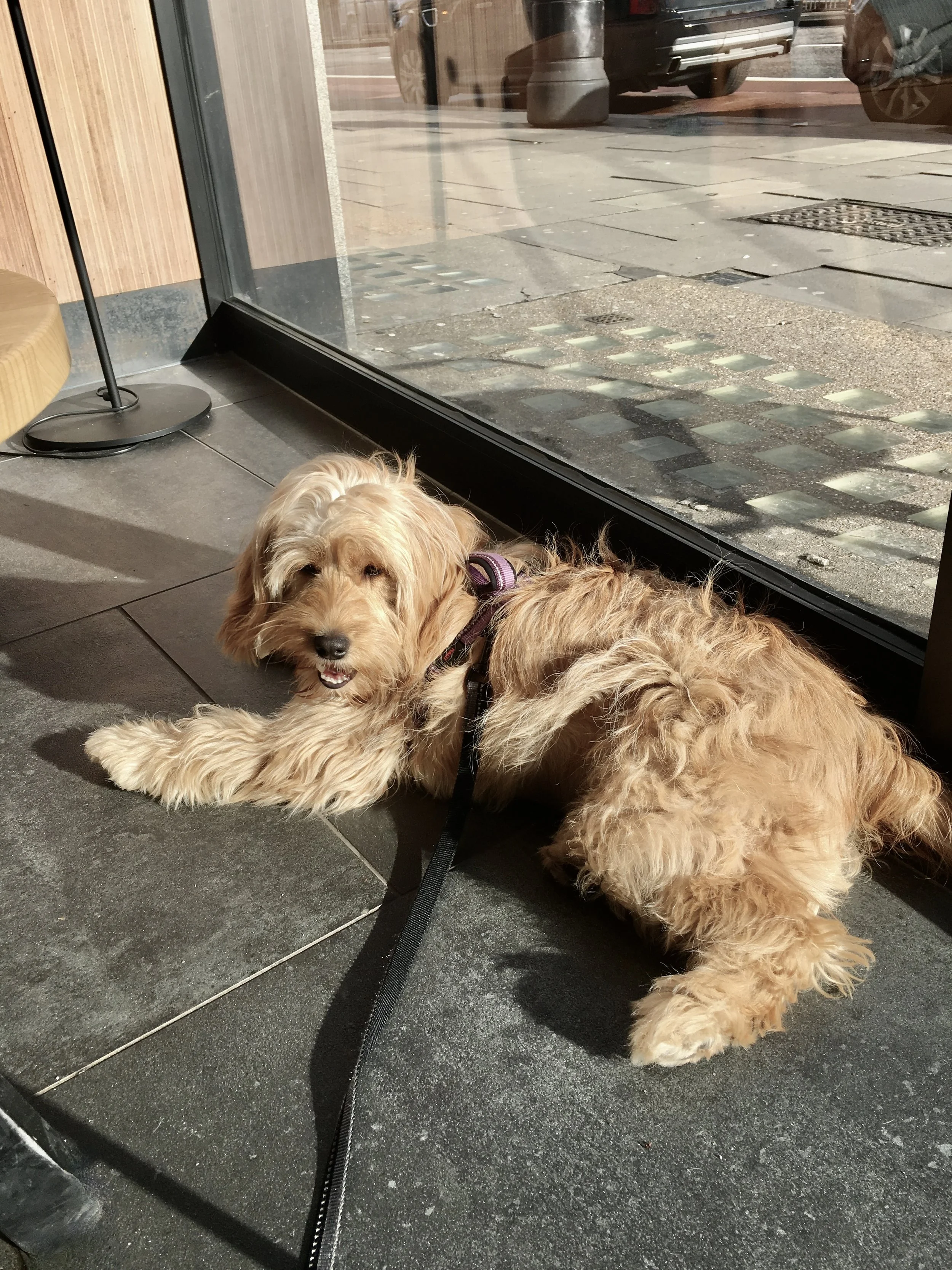 Cockapoo dog settled down in a cafe, training calm behaviours with Puppy Life
