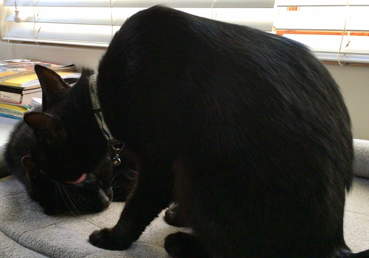 Considering cat body language