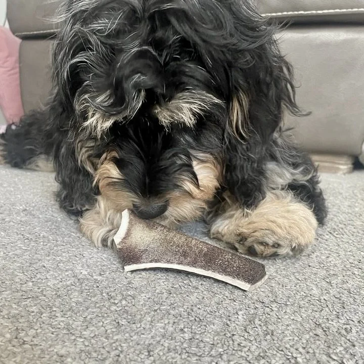 Black Cavapoo lying down calmly with food toy