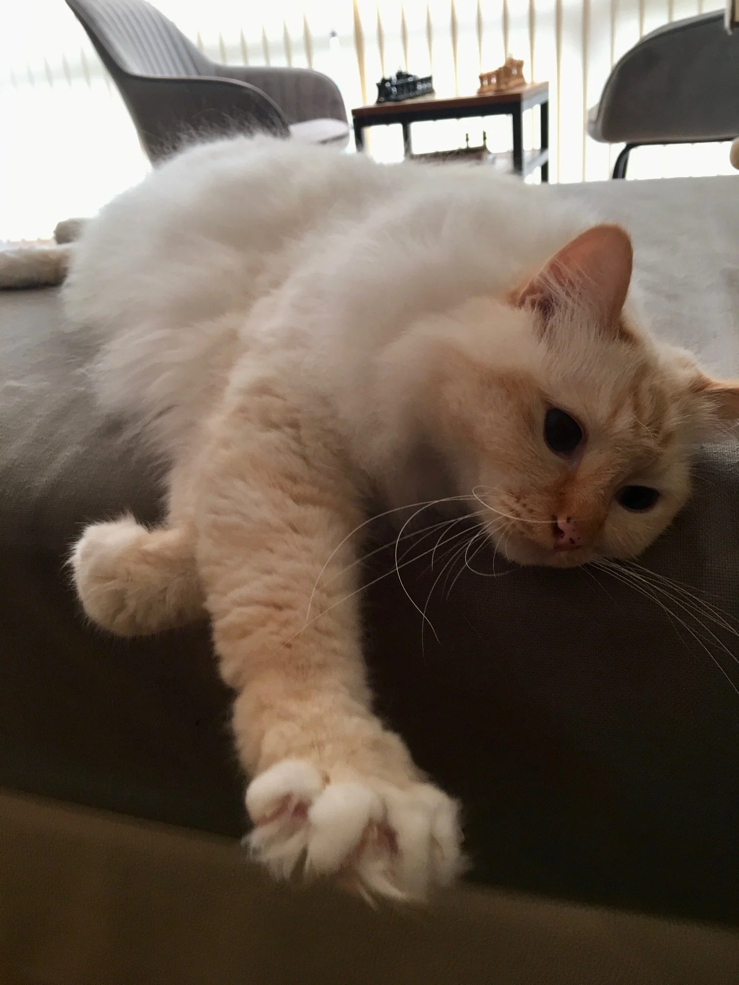 Cat stretched out on a sofa