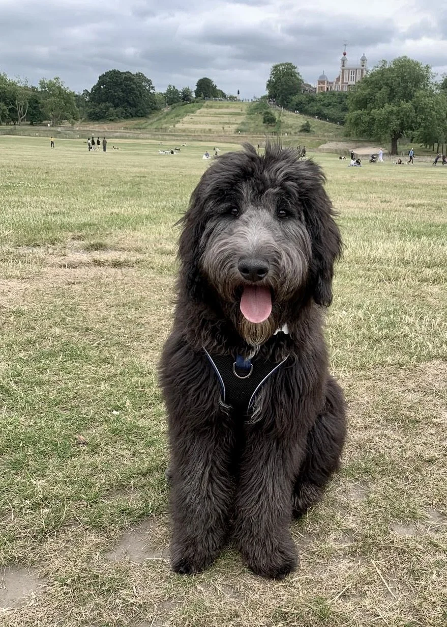 Large black fluffy dog sitting after coming back when called, practising recall training in Greenwich Park