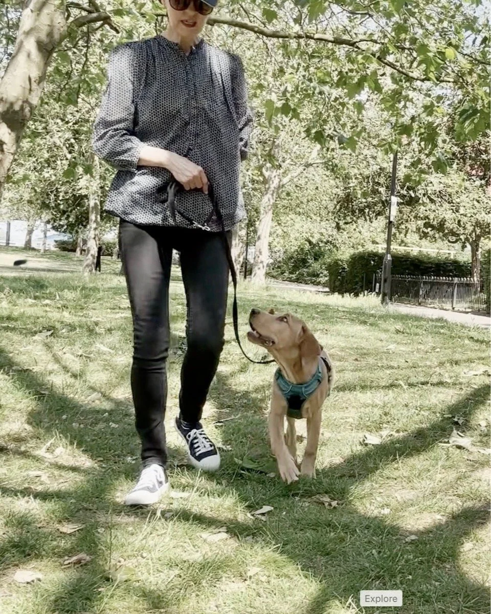 Stephanie Ismail, dog trainer at Puppy Life, training Labrador to walk nicely on a loose lead