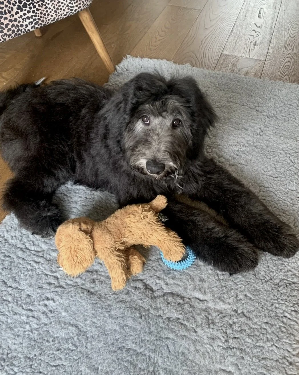 Large black puppy settled calmly on mat