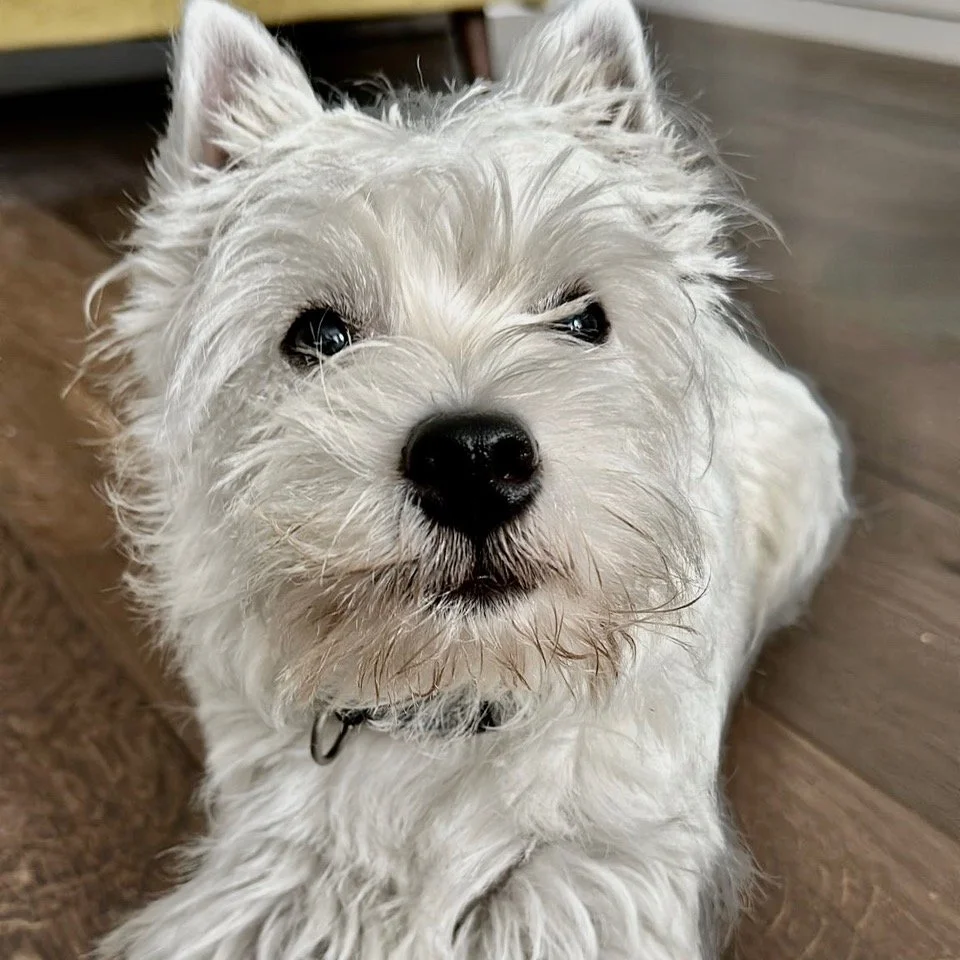 West Highland Terrier in training learning to lie down calmly