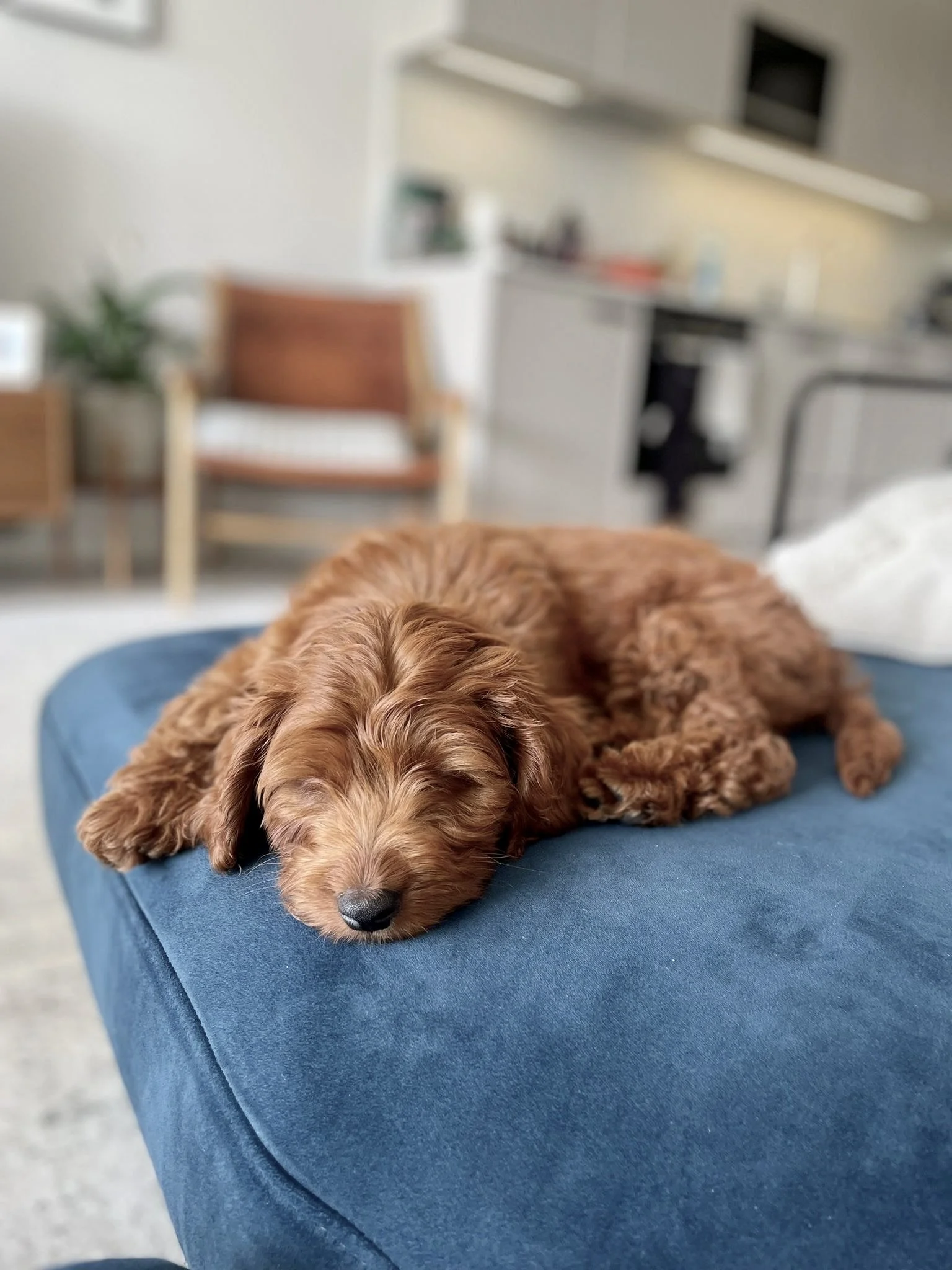 Small brown Cockapoo puppy sleeping on a sofa at home during a brand new puppy session